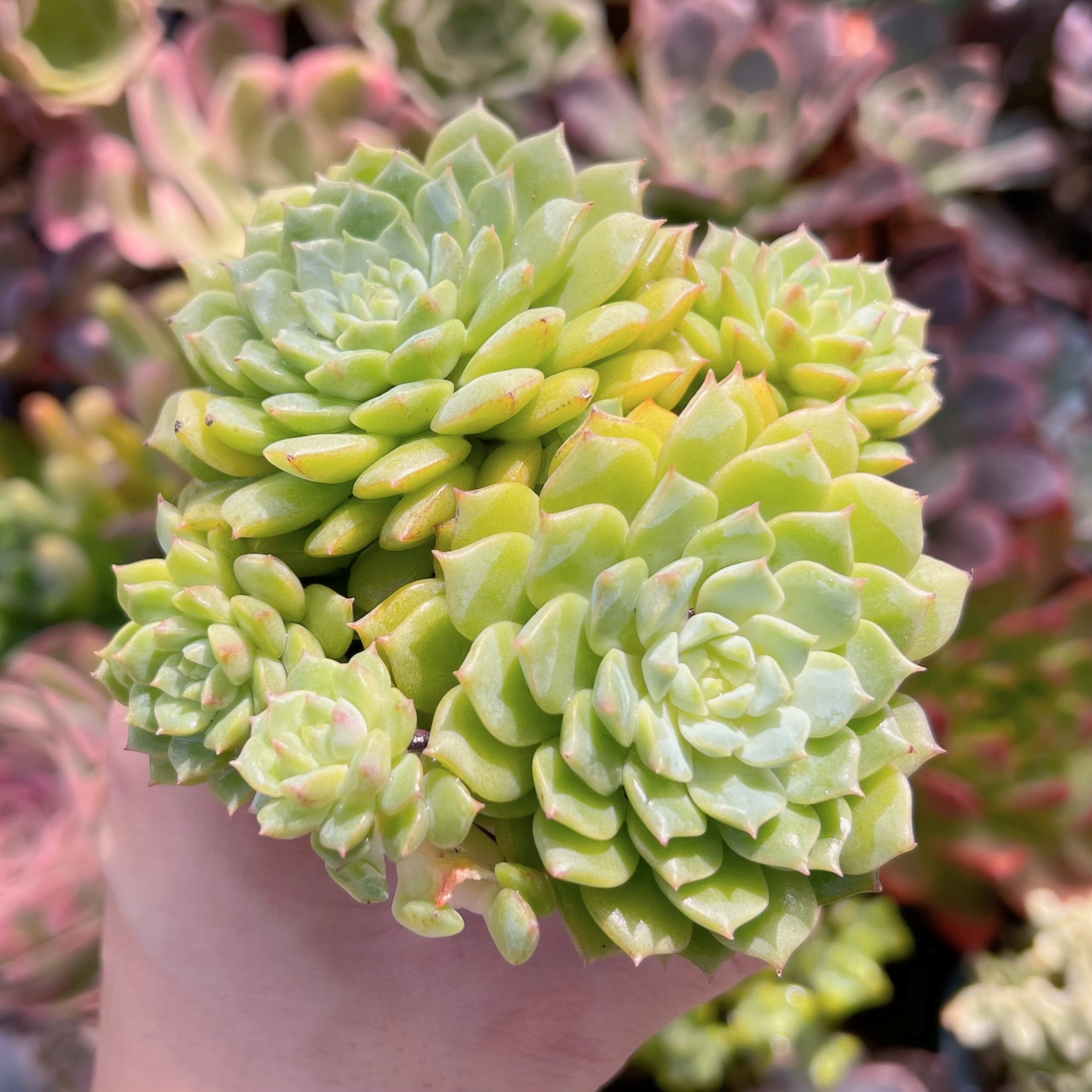 多肉植物 パンダフェス 3～5頭 大群生 | るる農園~多肉植物専門