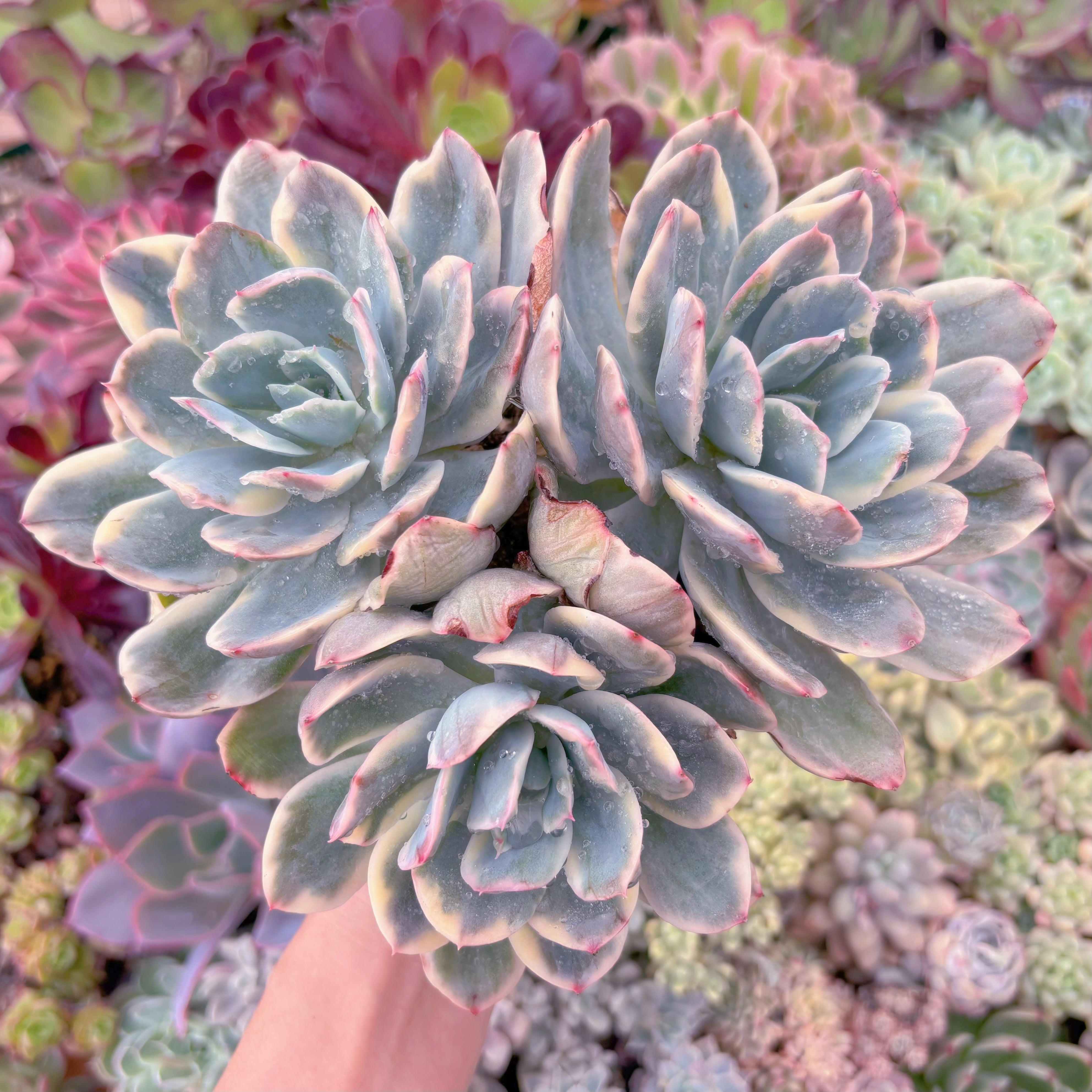 現品　ルエラ錦#C50　大群生　るる農園