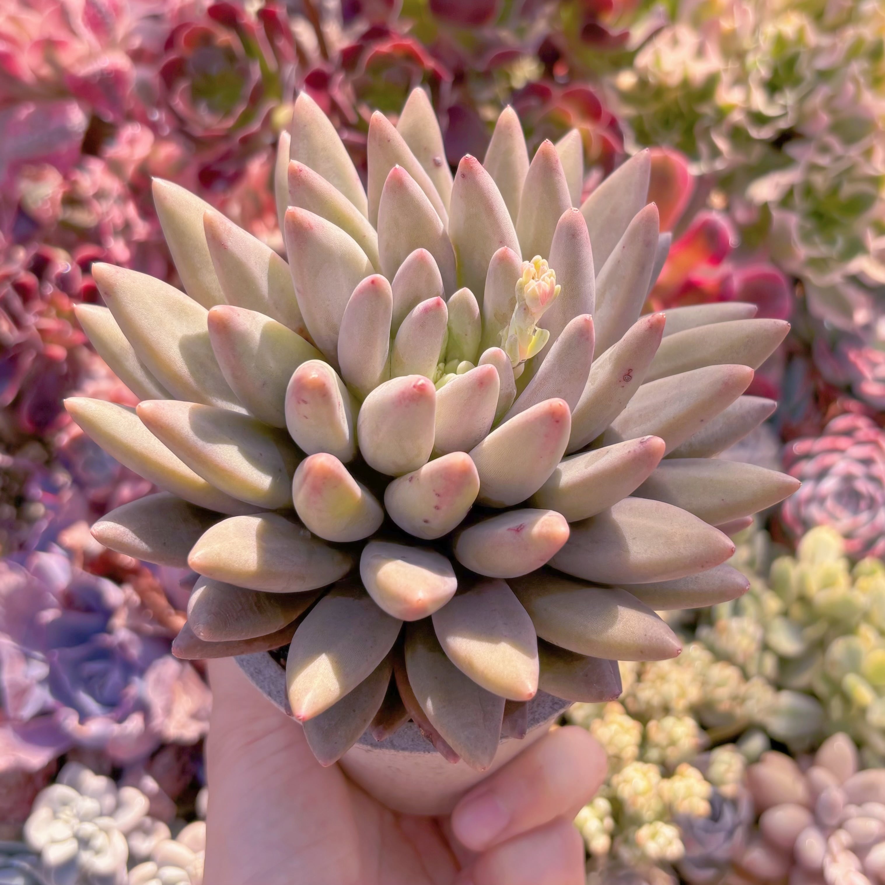 多肉植物 レッドドラゴンフライ 大苗 新入荷 るる農園 | るる農園~多肉