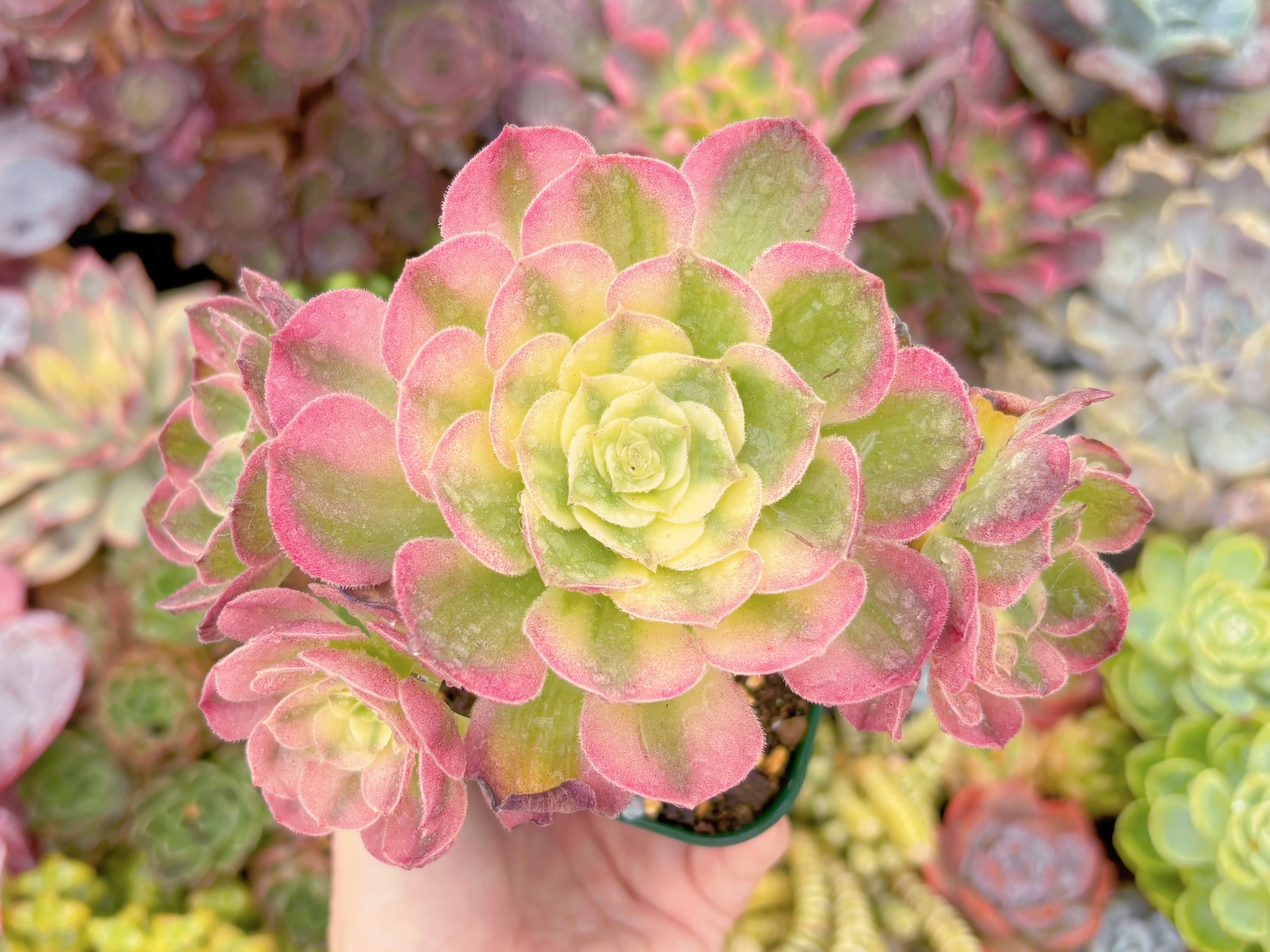 現品　玉姿#F204　群生　るる農園