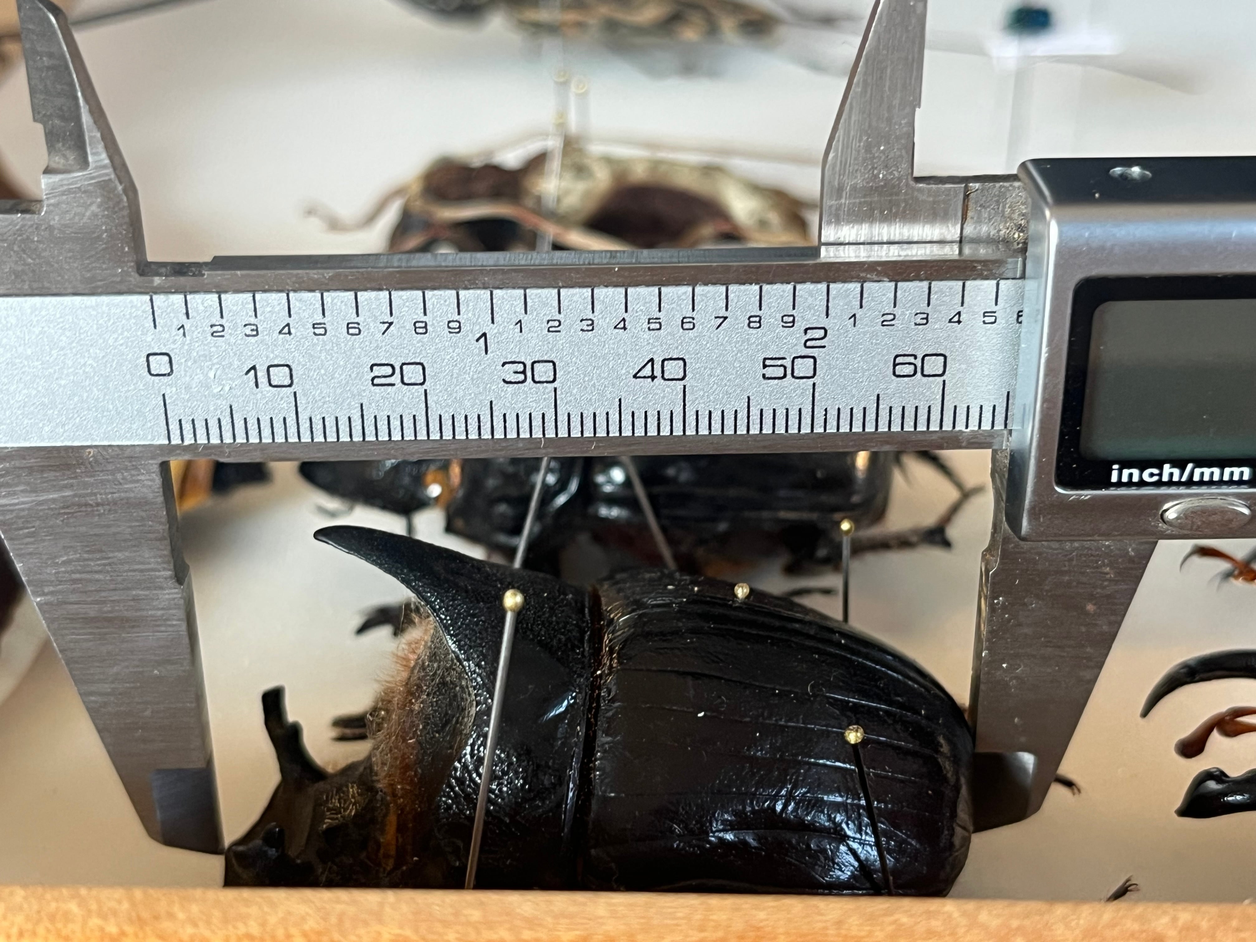 糞虫最大種】テイオウナンバンダイコクコガネムシ ♂65mm フンチュウ