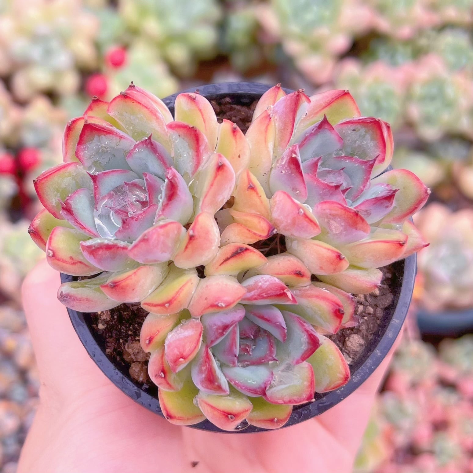 現品　さくらんぼ#254　るる農園