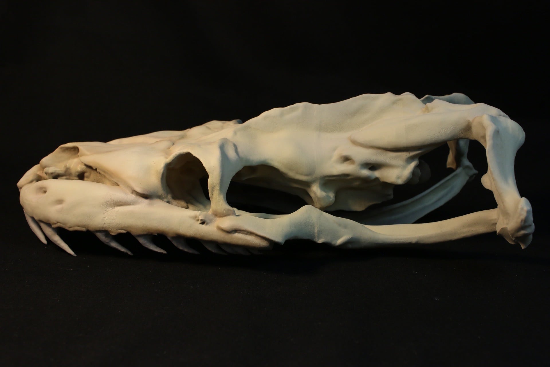 アミメニシキヘビ 拡大頭骨レプリカ【30㎝】 | アンフィ合同会社