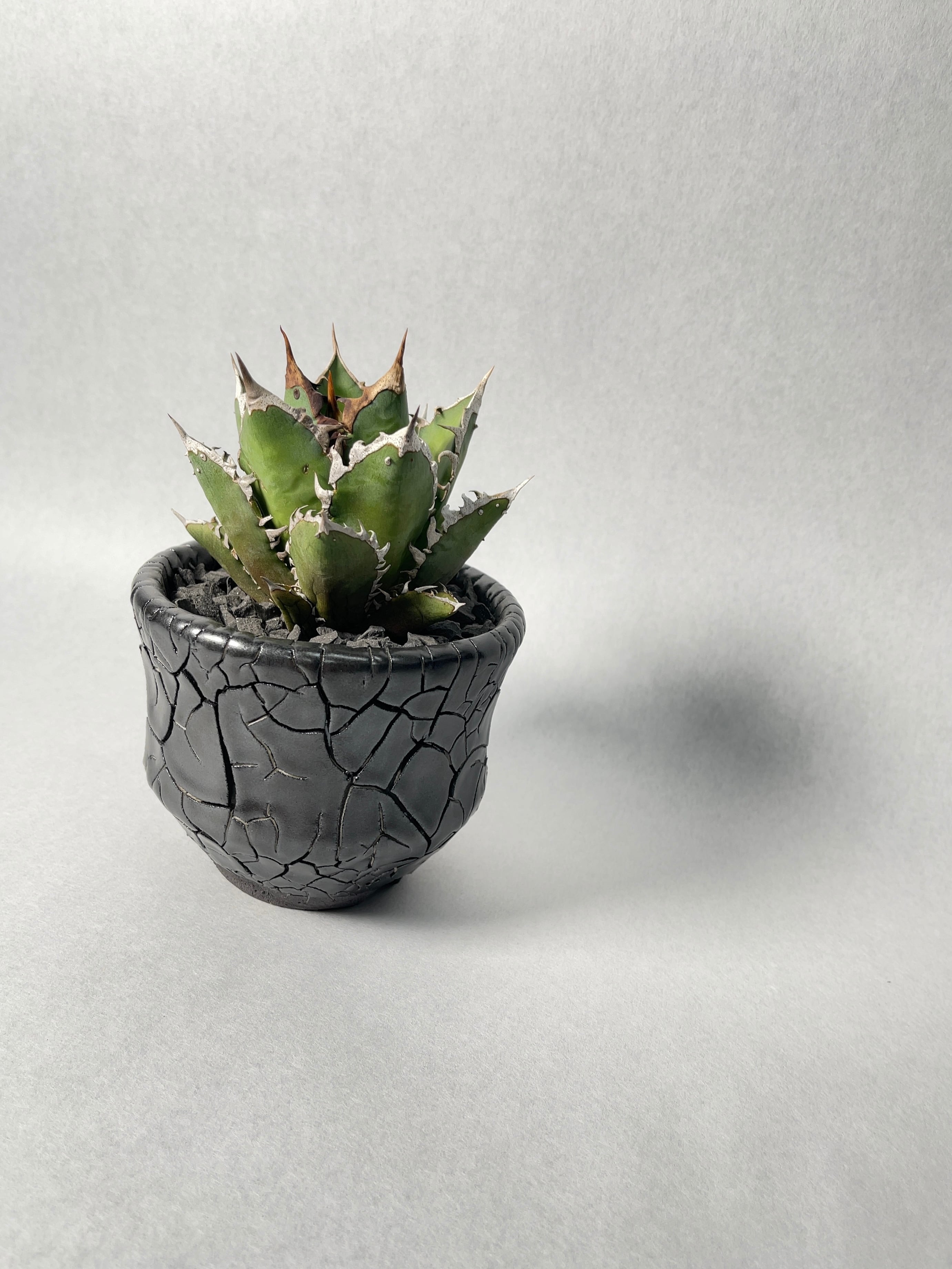 アガベ・レッドキャットウィーズル | trigger