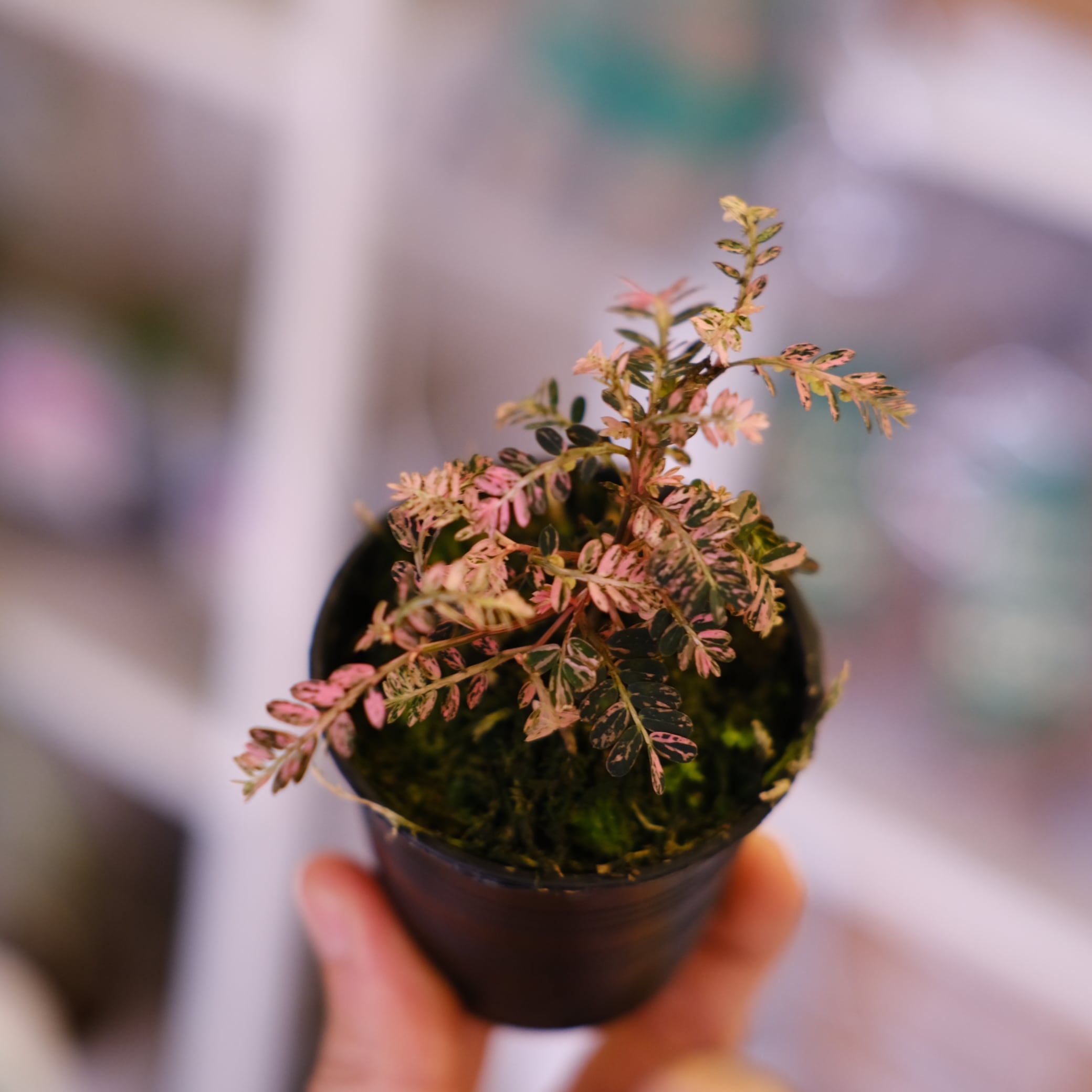 Phyllanthus urinaria Pink｜フィランサス・ウリナリア③ Phyllanthus urinaria 'Pink Variegated'│フィランサス・ウリナリア