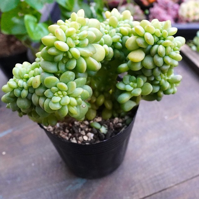 激レア【シャングリラ綴化 】エケベリア　綴化　韓国多肉　群生