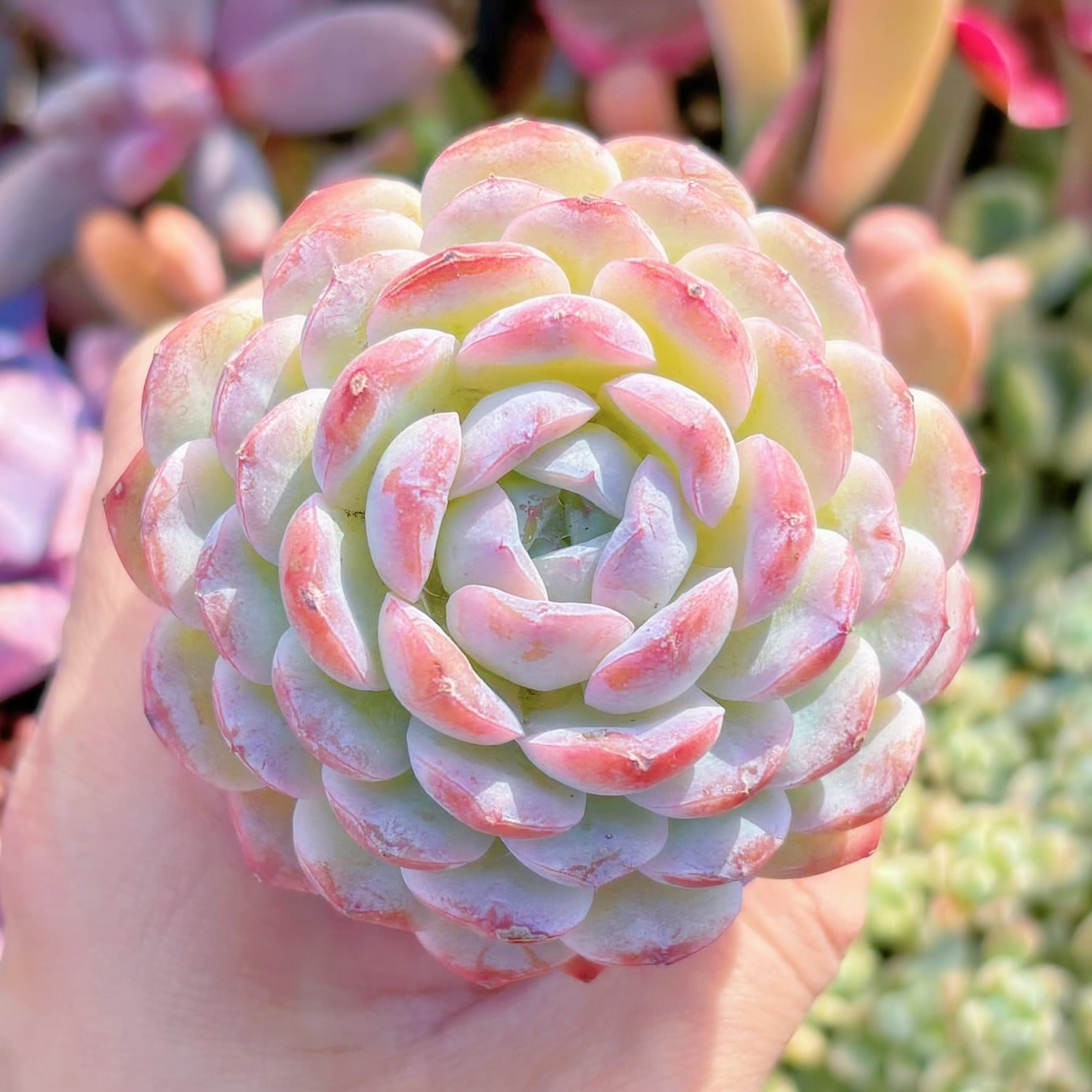 多肉植物　ホワイトスノー　新入荷　るる農園