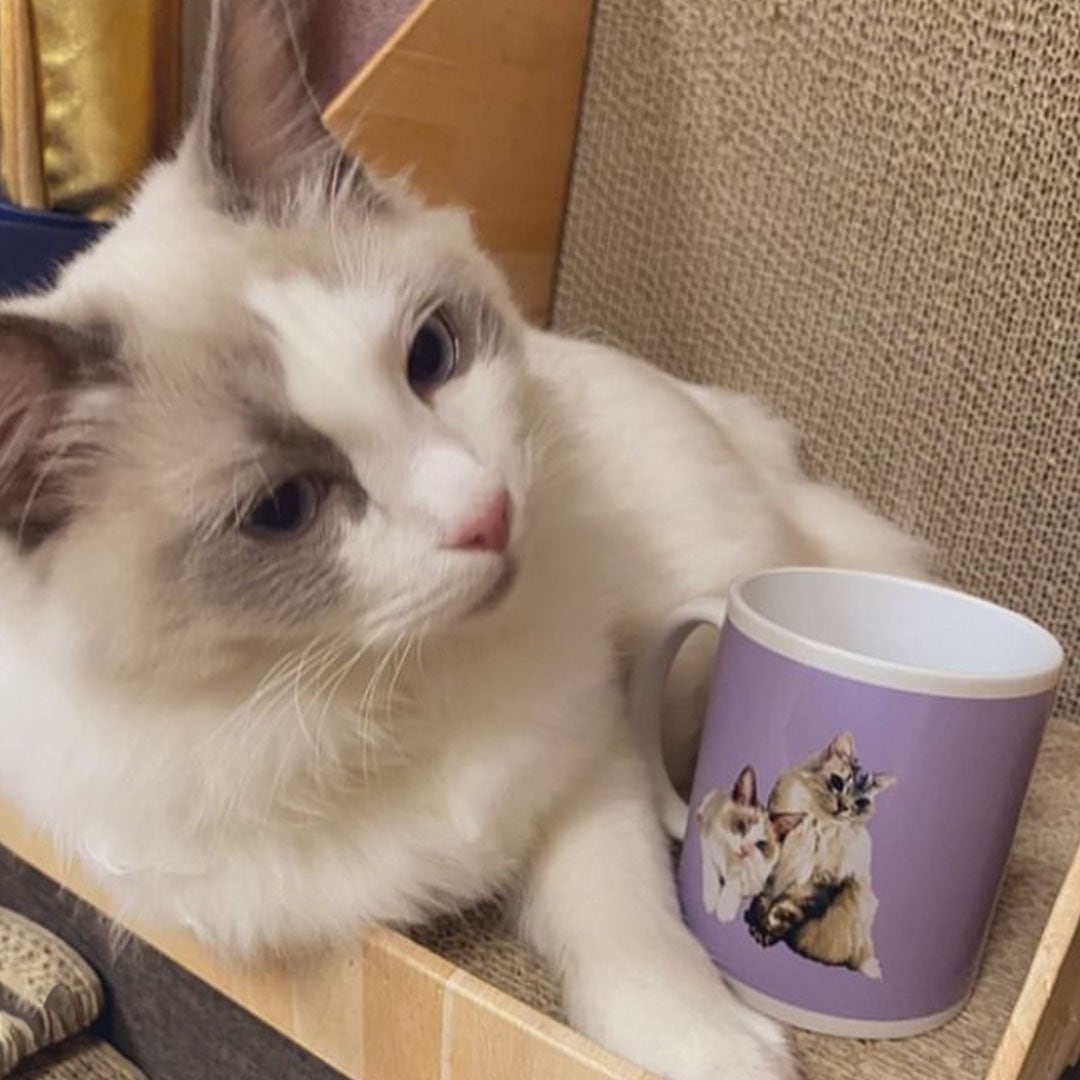 ♡オーダー受付♡カップIn猫ちゃん♡