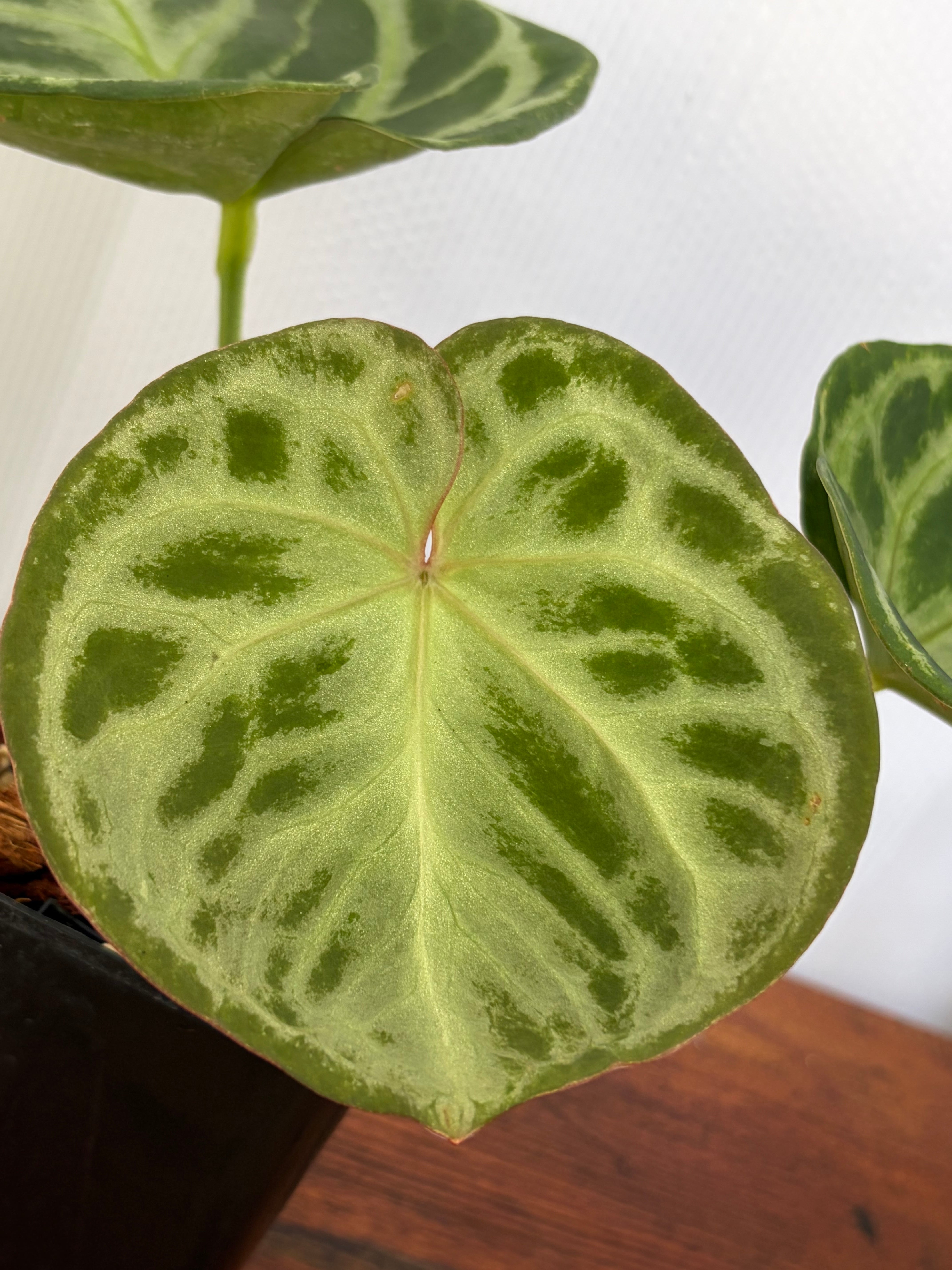 Anthurium | BALI-AN 園芸
