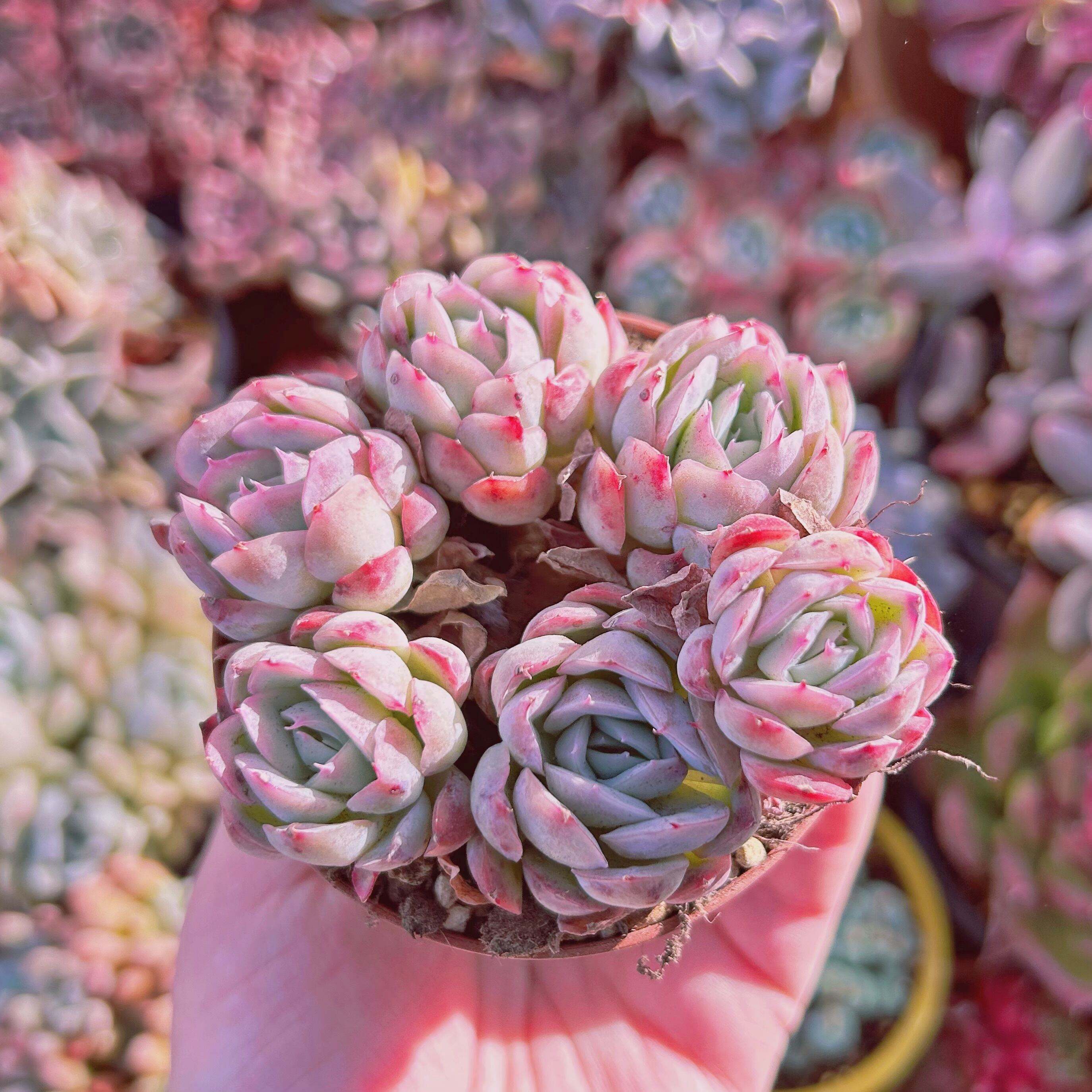 #282現物　多肉植物　ストロベリーアイス