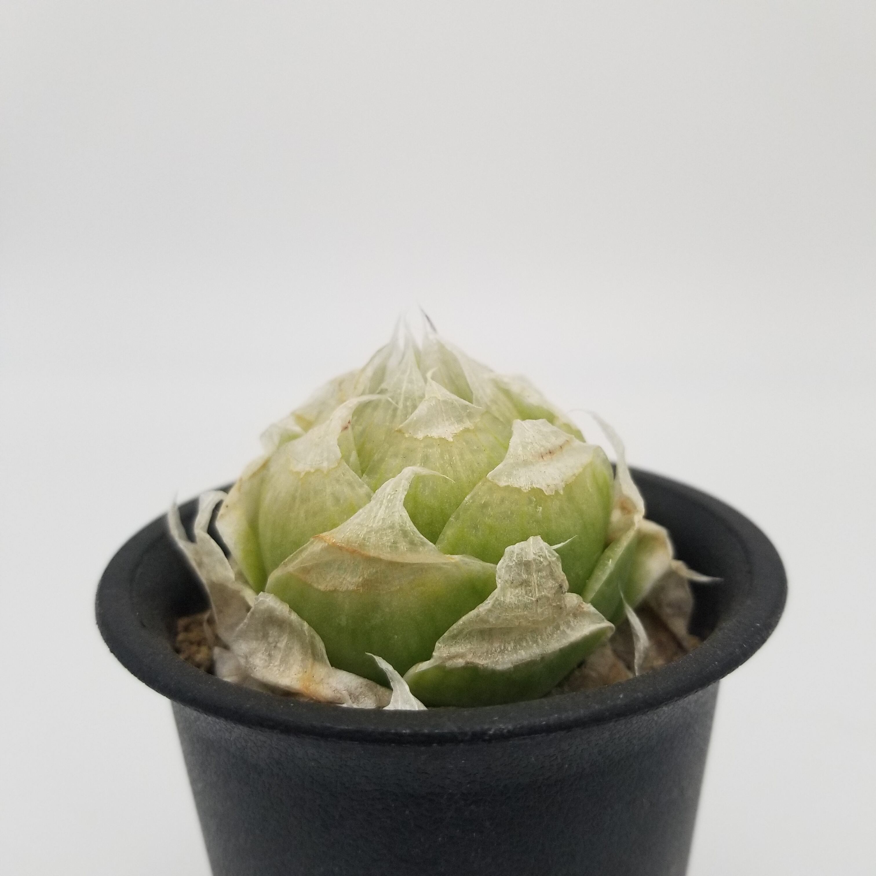 Haworthia lockwoodii | miyudemexico online store
