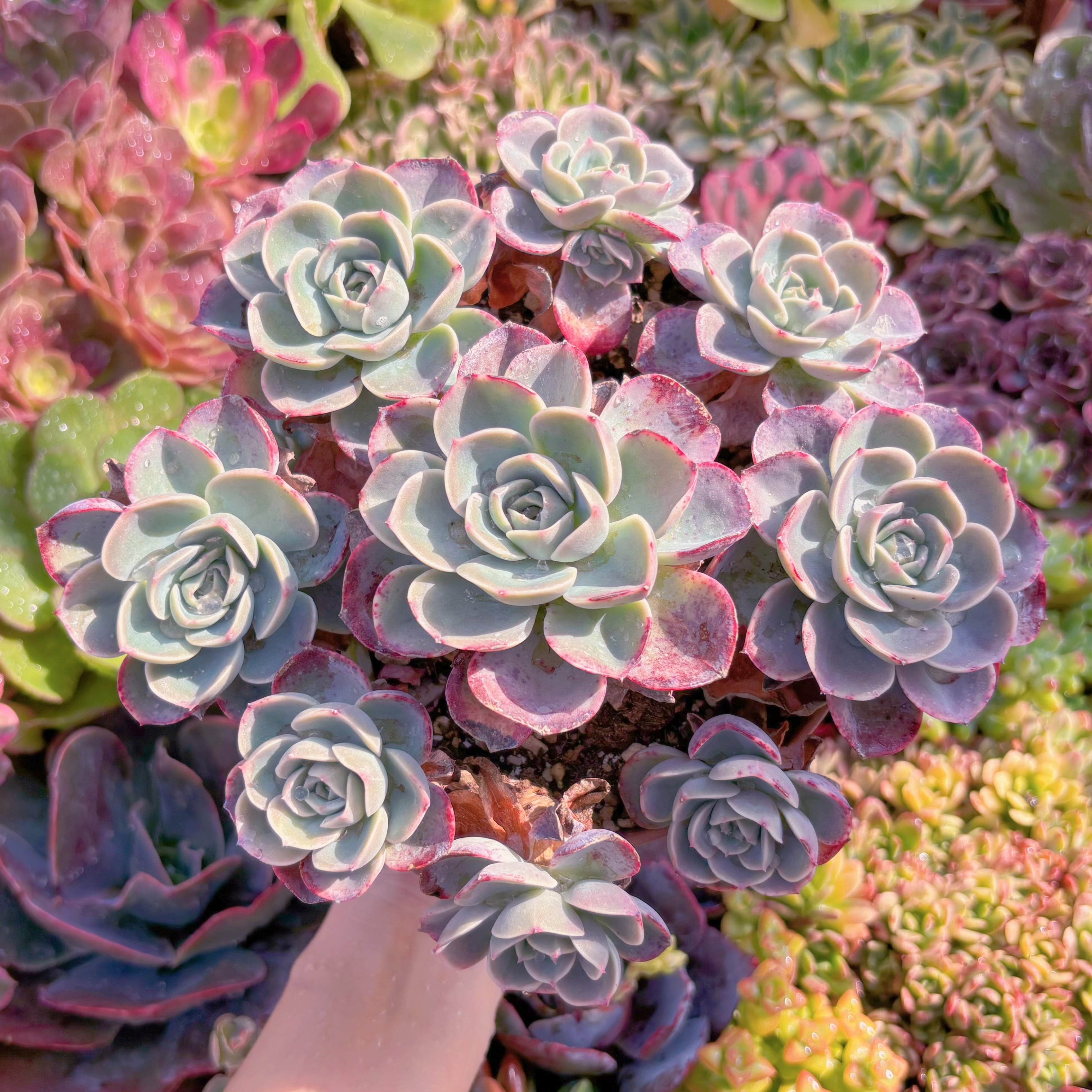 現品　メロン#2227　理想的な株姿　特特大群生　新入荷　るる農園