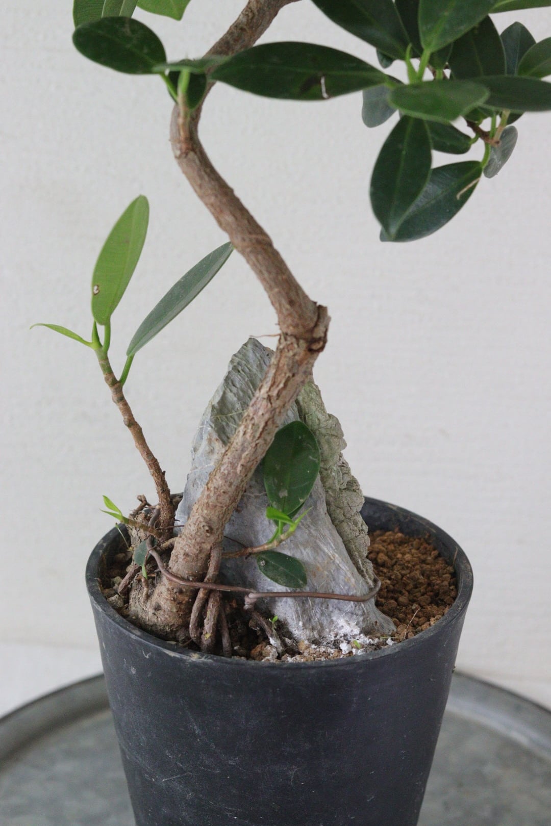 盆栽風♡野生的グリーン♡観葉植物♡ガジュマル 盆栽風♡野生的グリーン♡観葉植物♡ガジュマル | Total Plants Egret