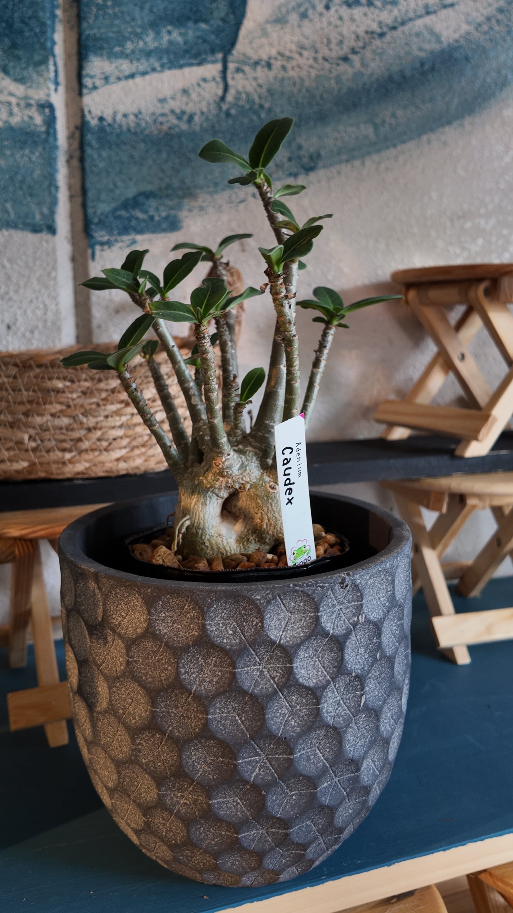 塊根植物：アデニウム オベスム | 宮田生花店