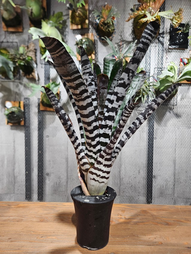 Aechmea  chantinii  hybrid  Select 【artPLANTs/PLANTS GARAGE 】エクメア/タンクブロメリア