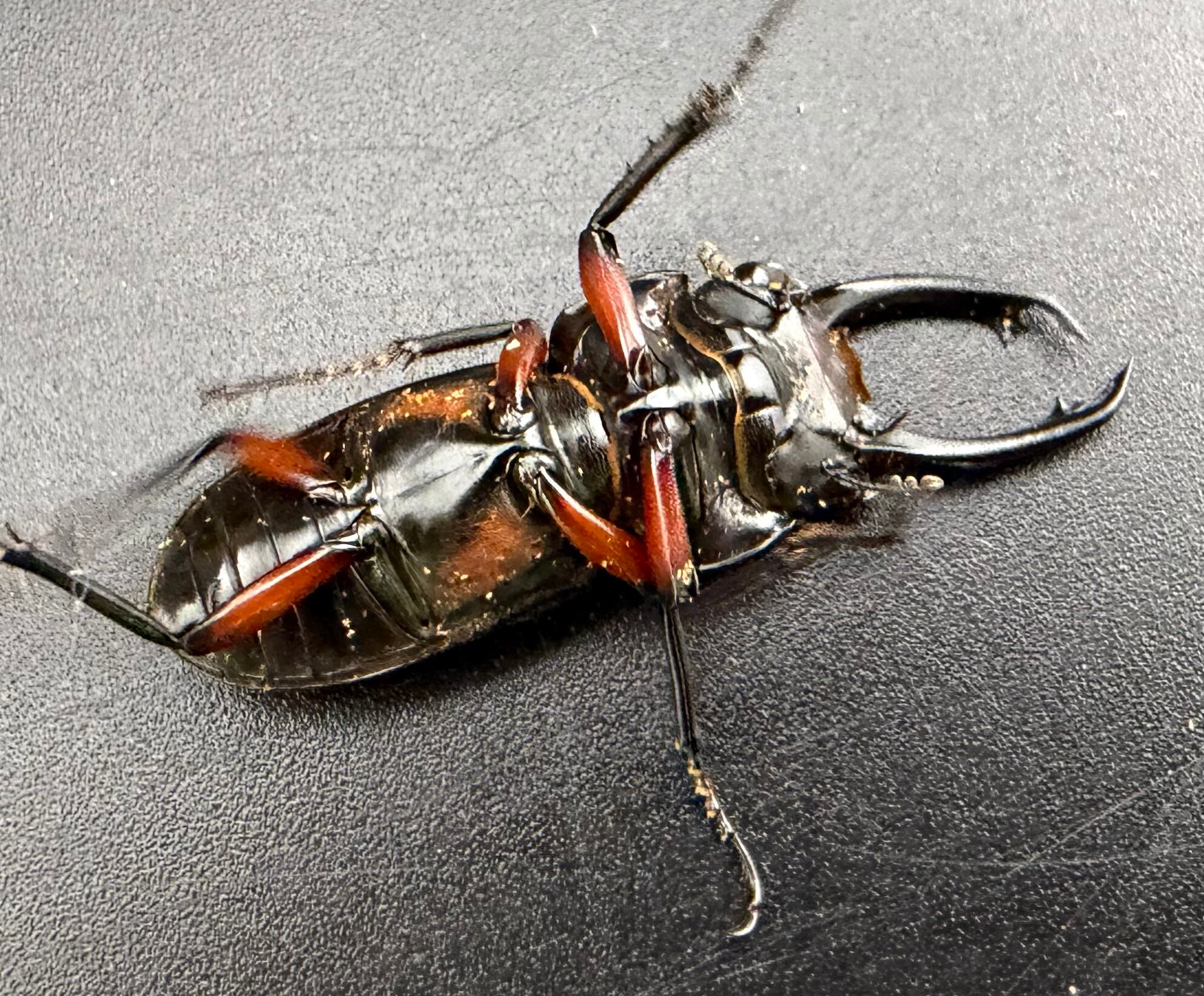 WF1】《ピエールコクワガタ 31mm ペア》 | KPW公式オンラインショップ