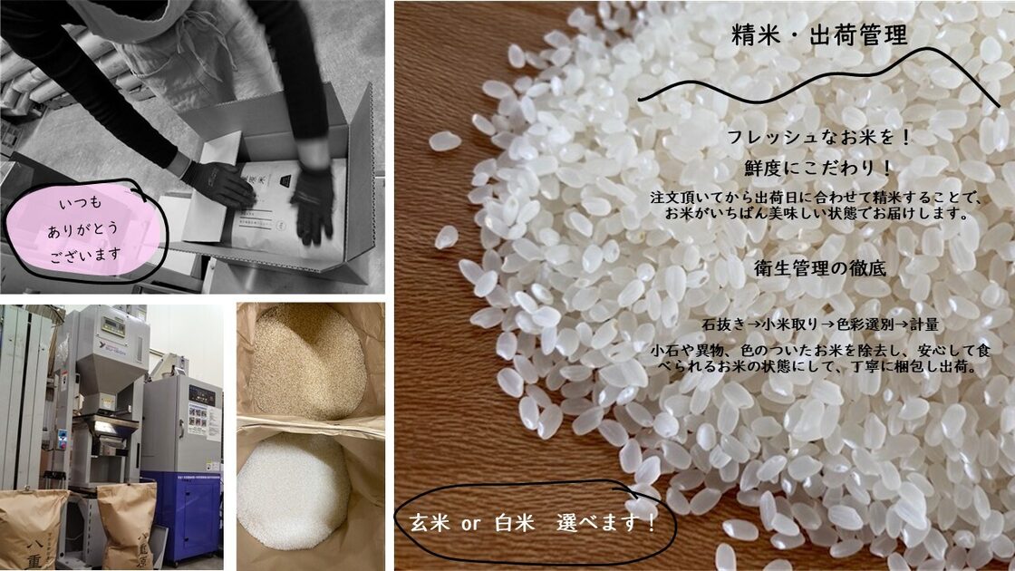 R7年産 八重原米 遥陽（はるひ） 10㎏ （減農薬・特別栽培米） | PAY ID