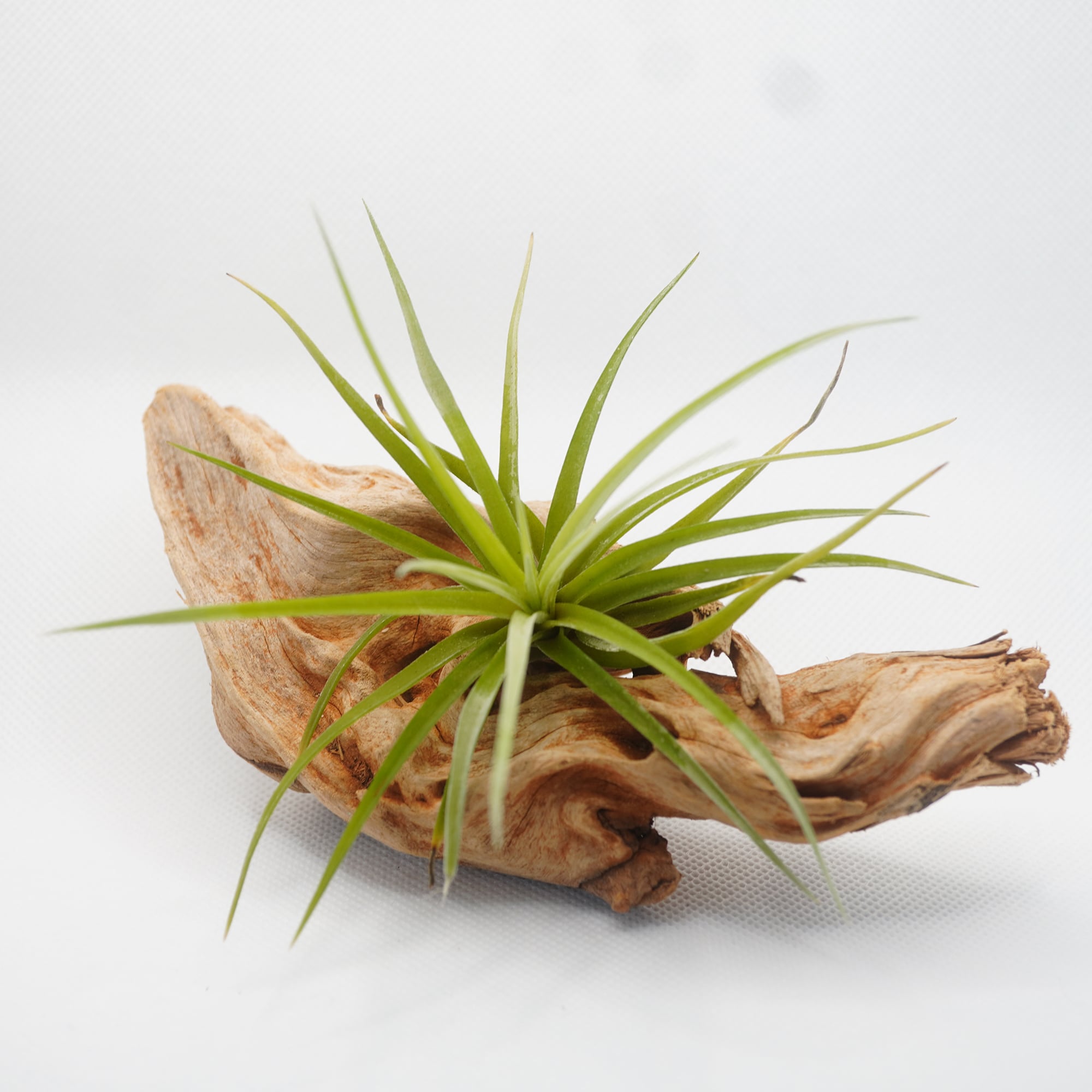 エアープランツ人気の普及種3種おまかせセット◇ギフト グリーン 母の