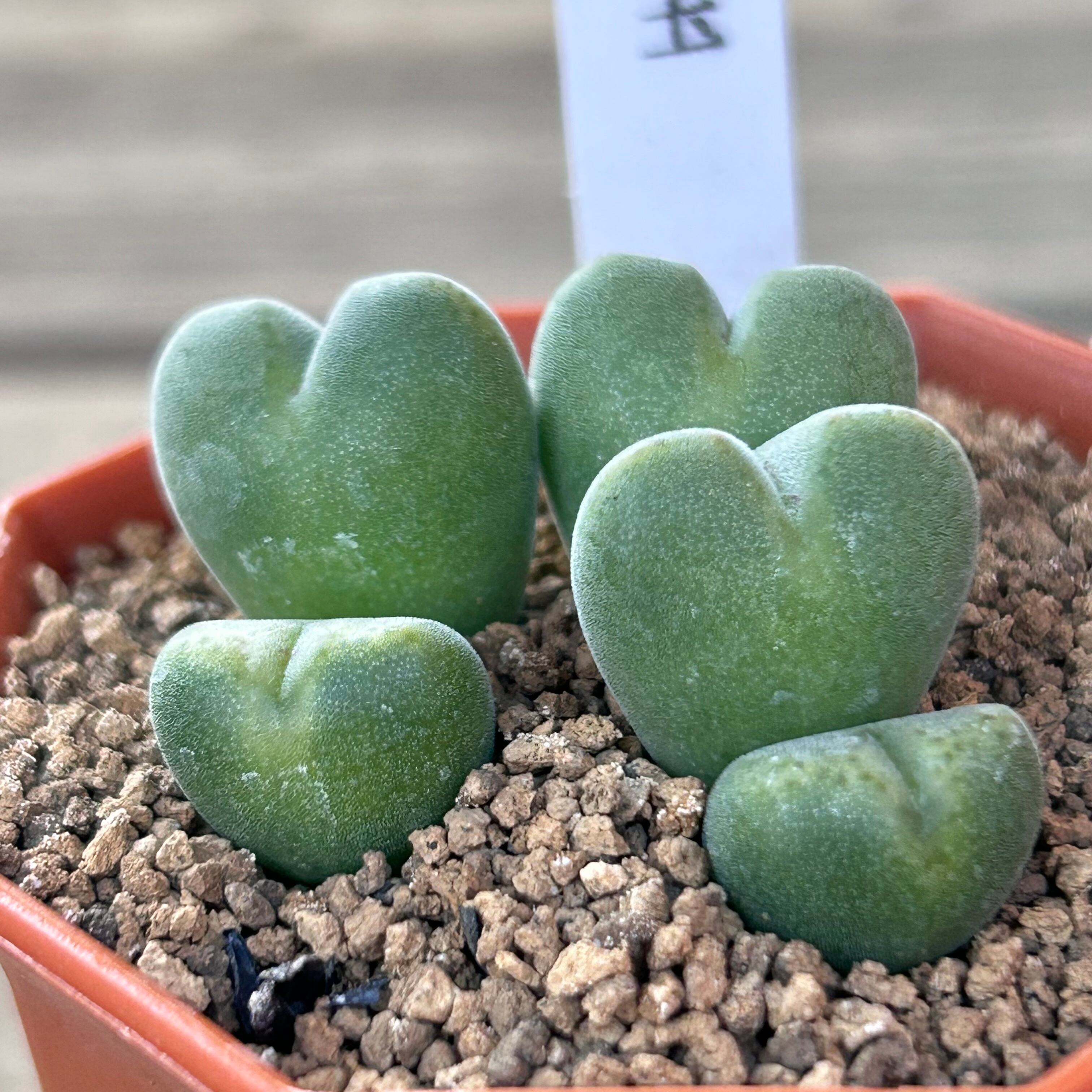 口笛玉 コノフィツム | RuPo 多肉植物専門店
