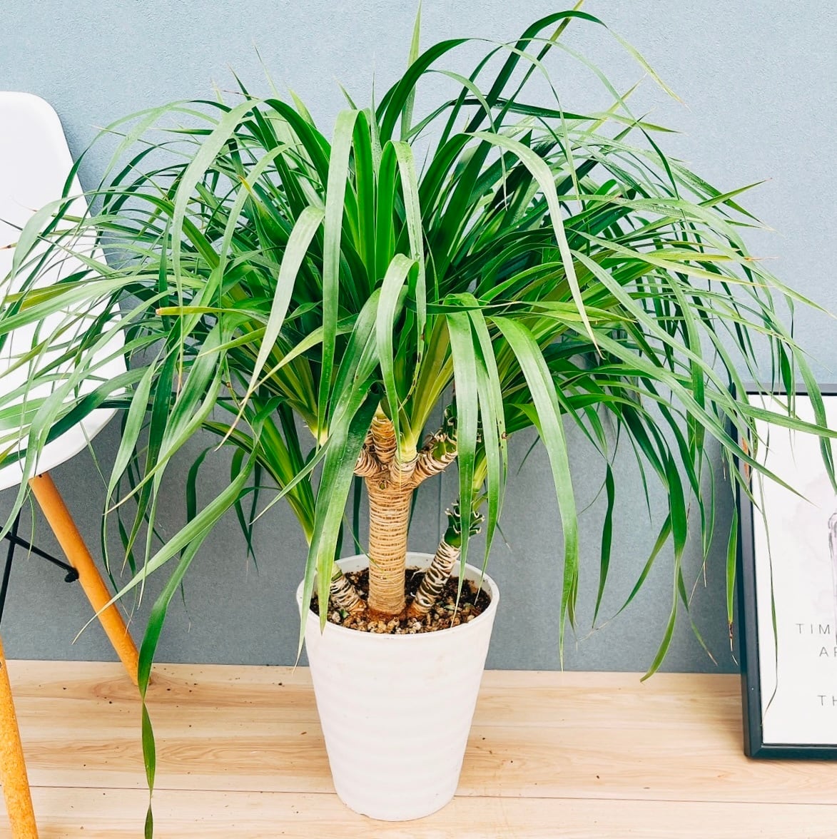 ［現品］【希少】ドラセナ　カンボジアーナ　観葉植物　レア　幸福の木　鉢カバー付 現品］【希少】ドラセナ カンボジアーナ 観葉植物 レア 幸福の木 鉢