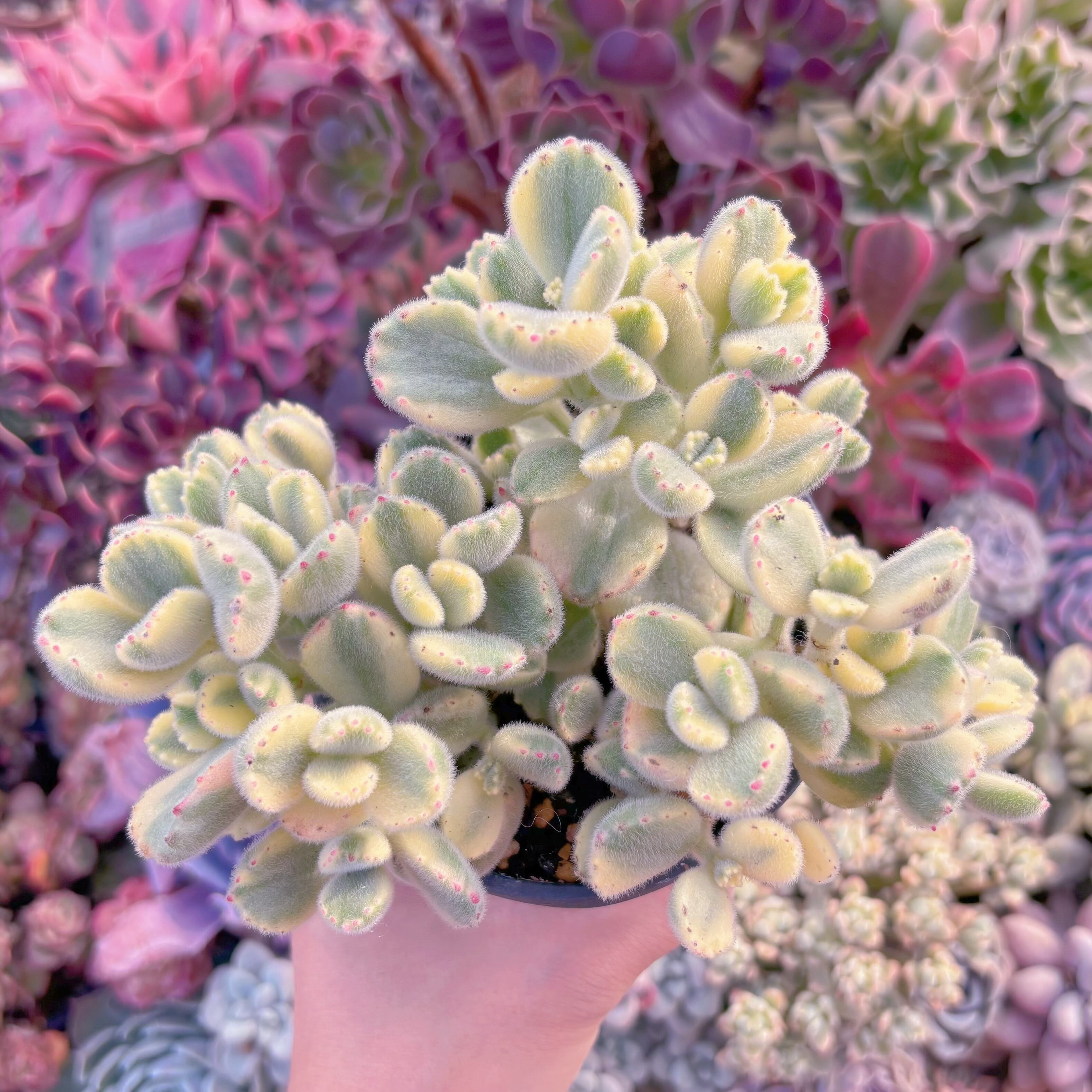 現品　白熊#A32　群生　るる農園