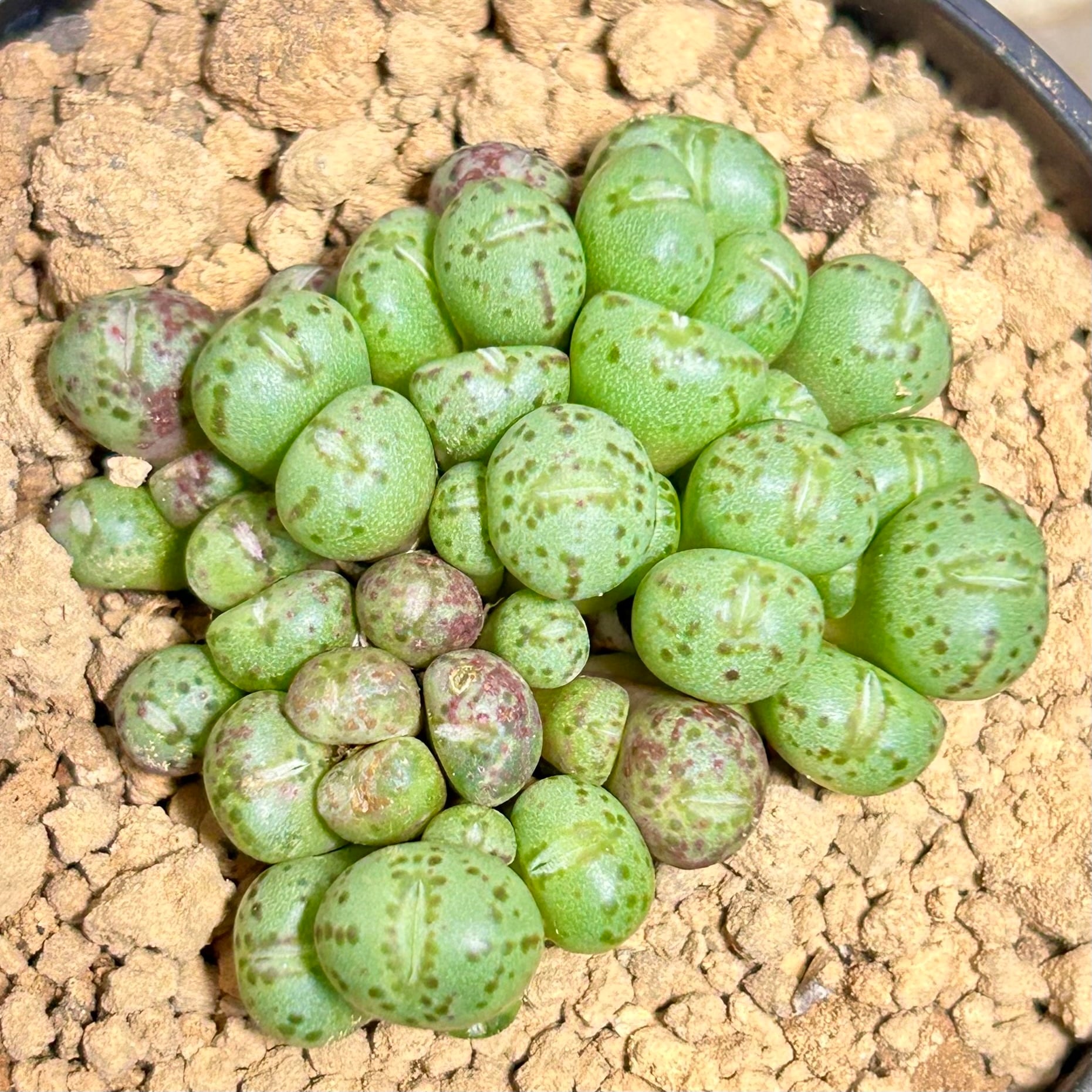 コノフィツム | RuPo 多肉植物専門店