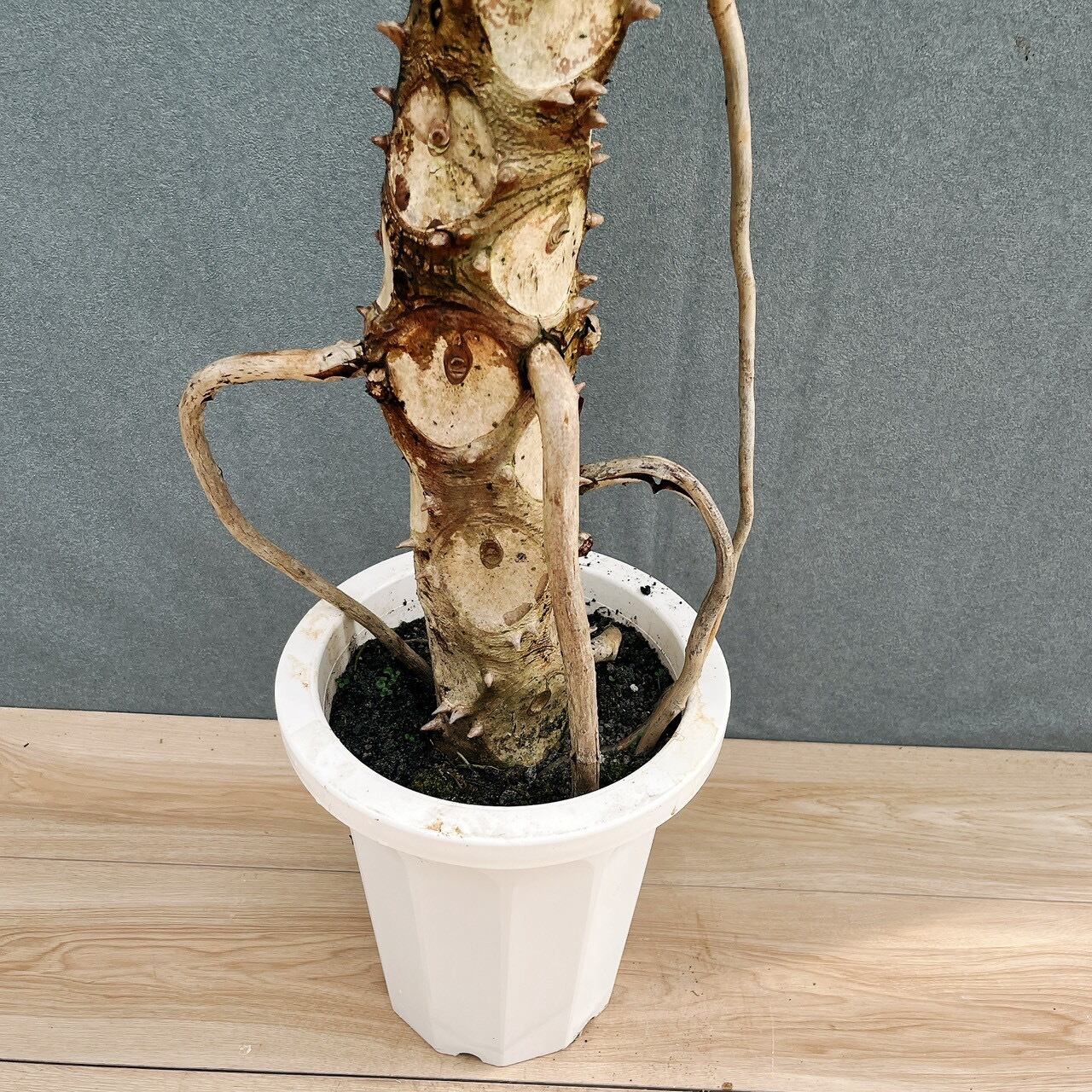 ［現品］9番　フィロデンドロン　セローム　幹上がり　8号　観葉植物　大型　室内 現品］9番 フィロデンドロン セローム 幹上がり 8号 観葉植物 大型