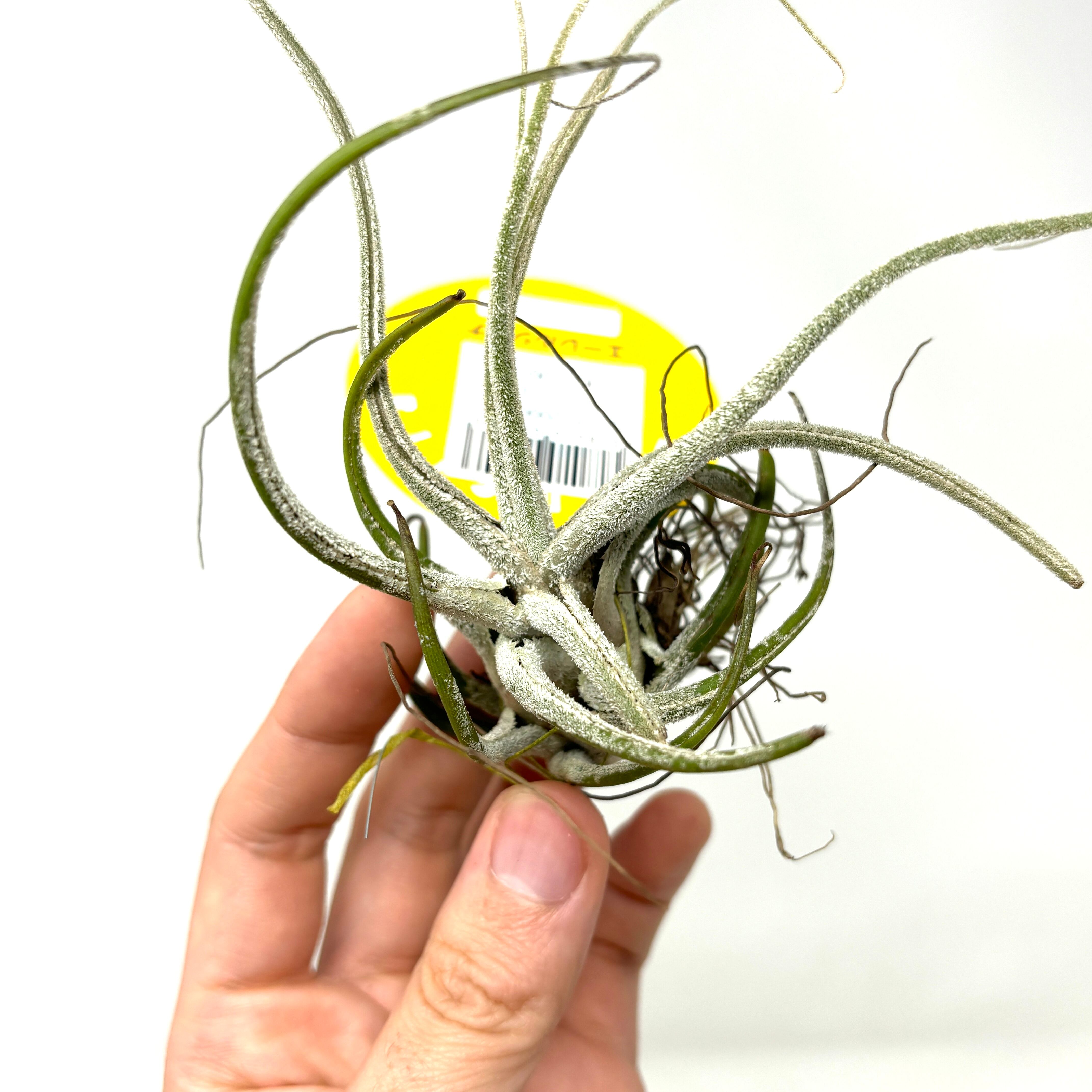 チランジア エーレルシアナ【010】 | PROTOLEAF プロトリーフ