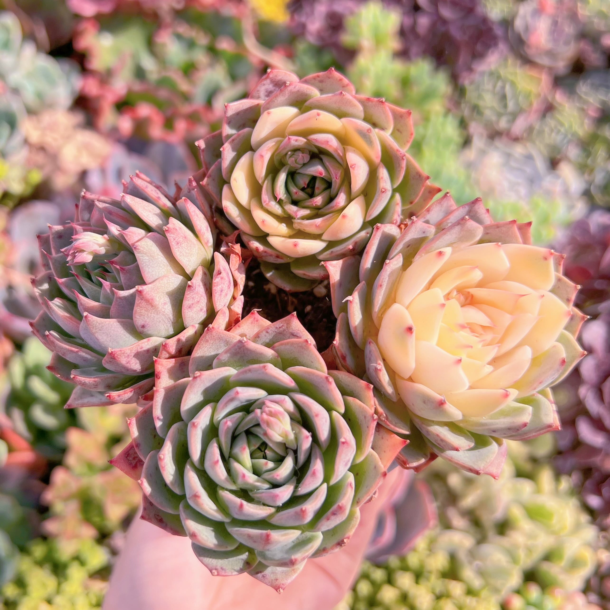 現品　リンゼアナ錦#M281　群生　新入荷　るる農園