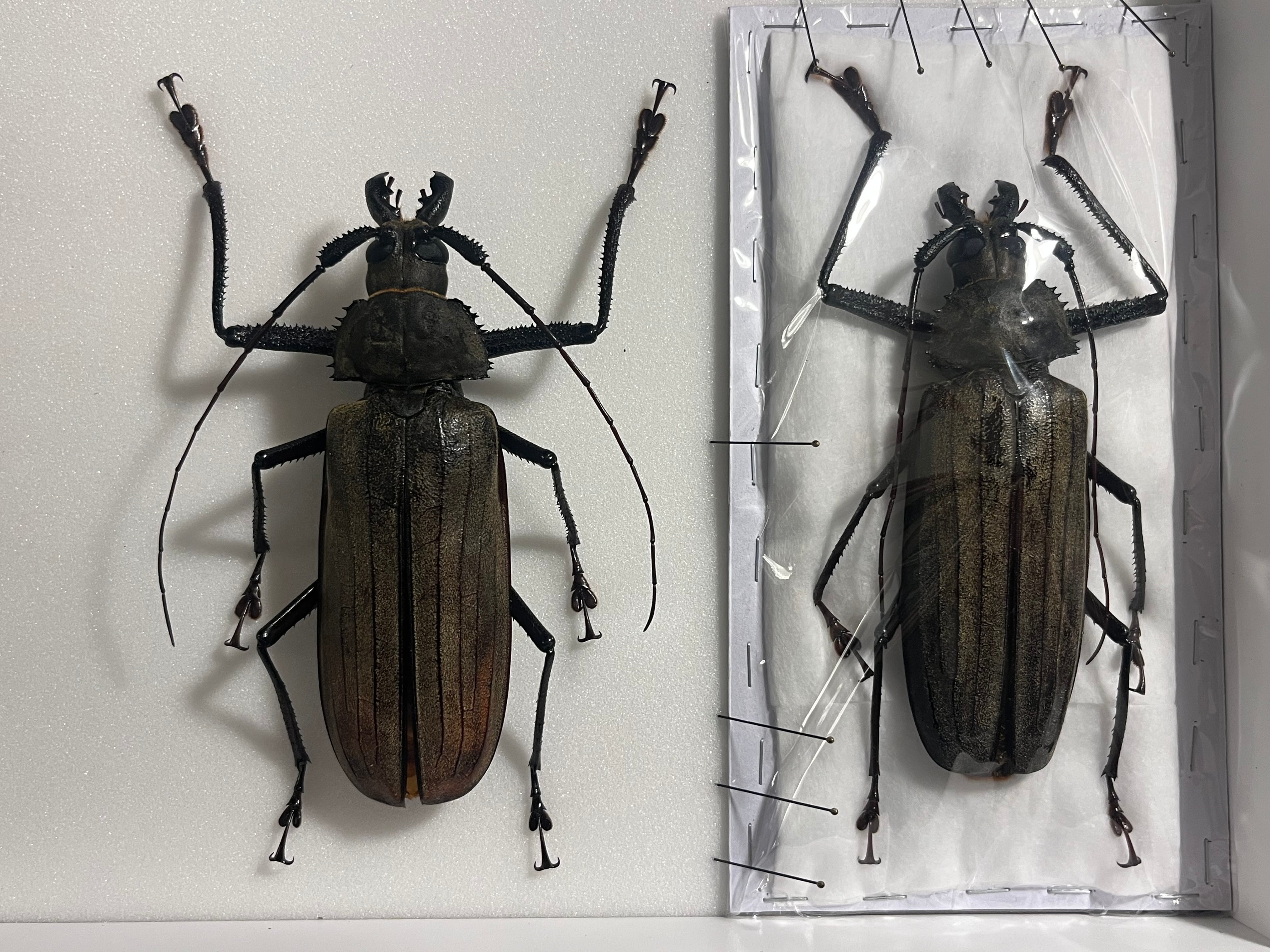 トゲムネウスバカミキリムシ　1981年採集 カミキリムシなどその他甲虫の仲間／世界の珍奇・美麗昆虫