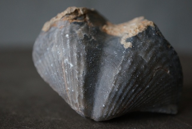 モロッコ産腕足類化石　Spinocyrtia elburzensis 1111