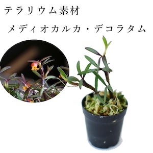 メディオカルカ・デコラタムMediocalcar decoratum 【着生系ラン科植物・着生向け】　苔テラリウム作製用素材