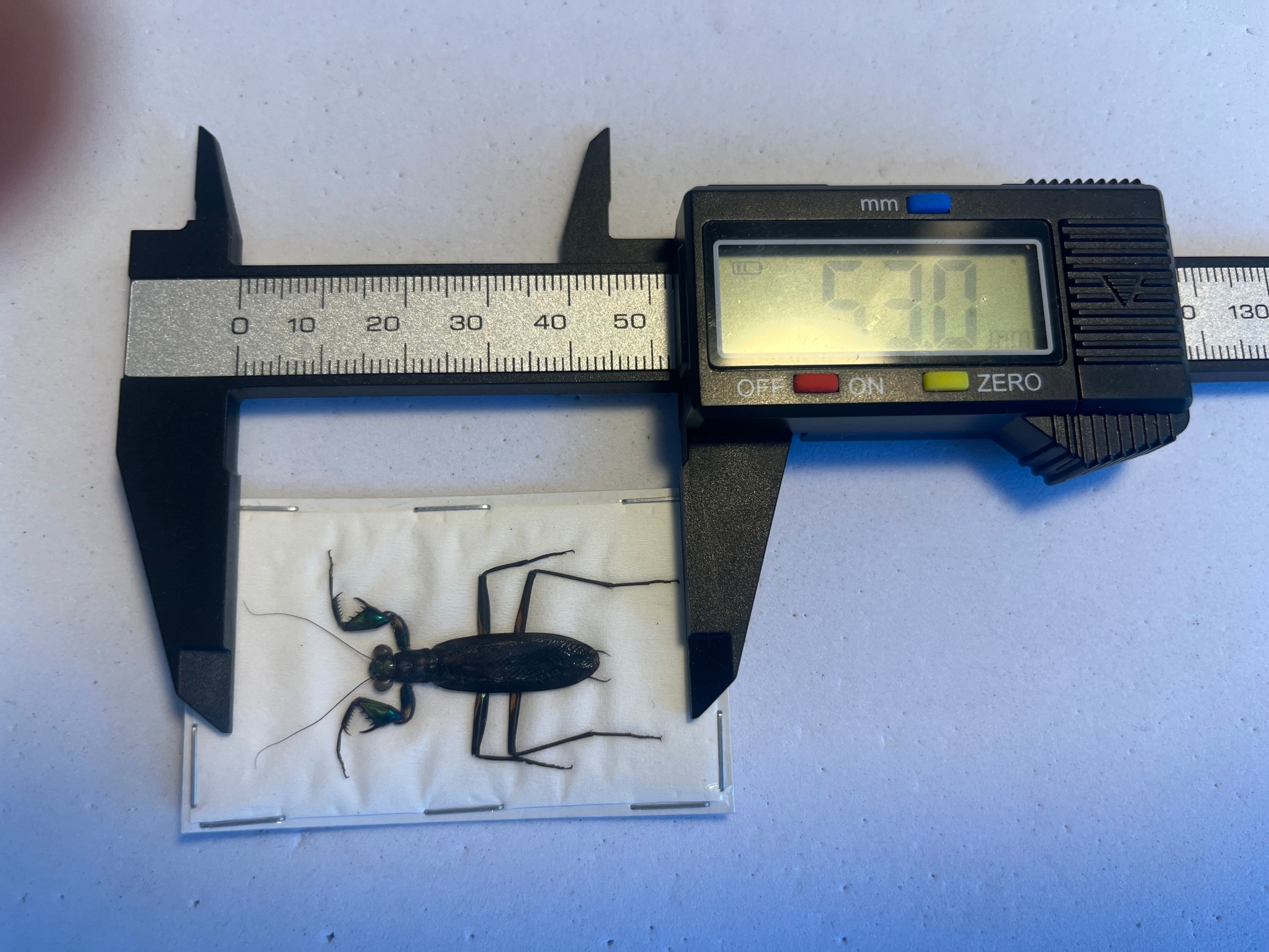 完品標本】ケンランカマキリ スパイダーマンティスレッドローチ