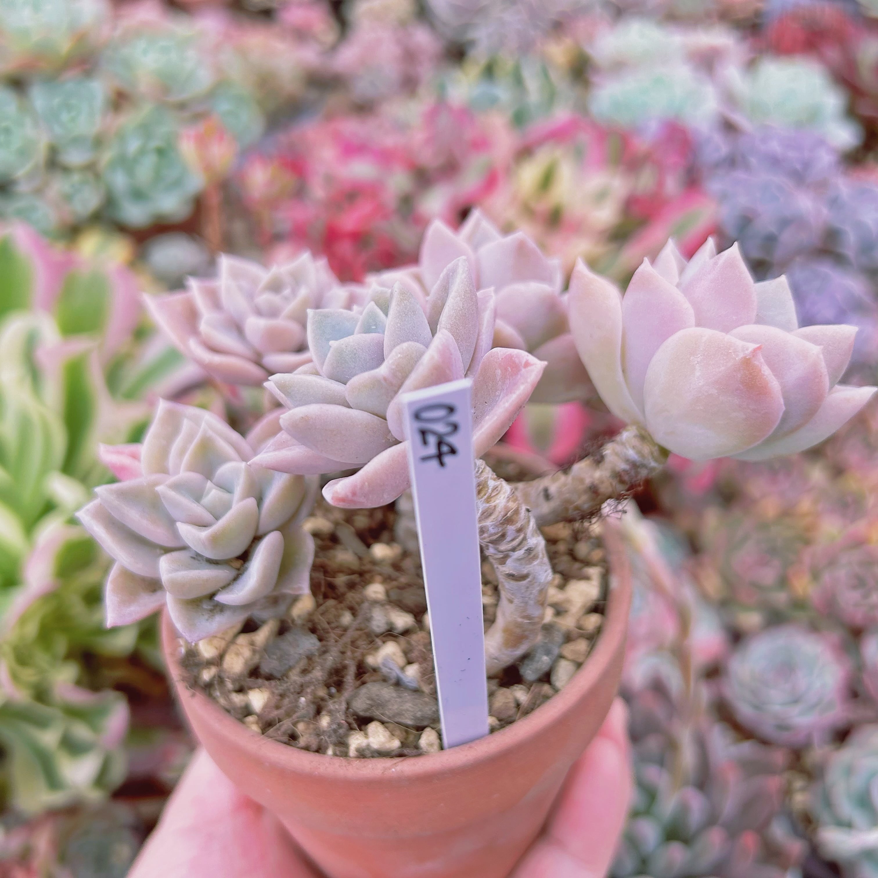 024現物 多肉植物 ラブリーローズx白牡丹 抜き苗 | るる農園~多肉植物専門