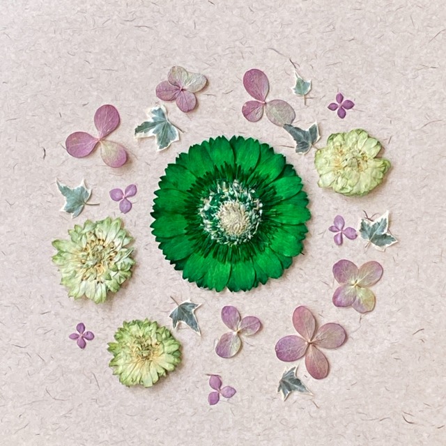 ガーベラ 押し花デザインセットc Kabouitirinn ガーベラ 押し花デザインセットc Kabouitirinn