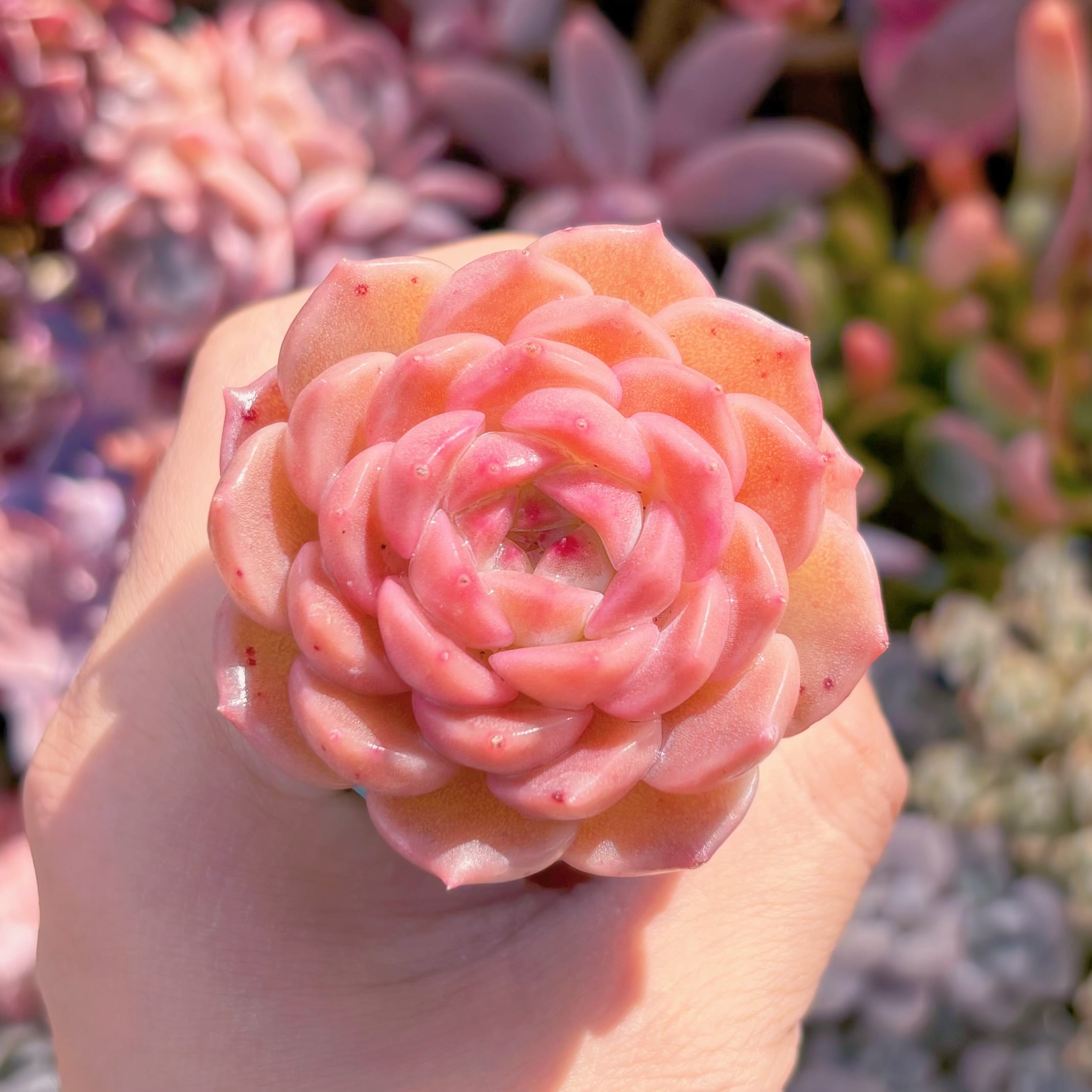 多肉植物　桜飴　新入荷　るる農園