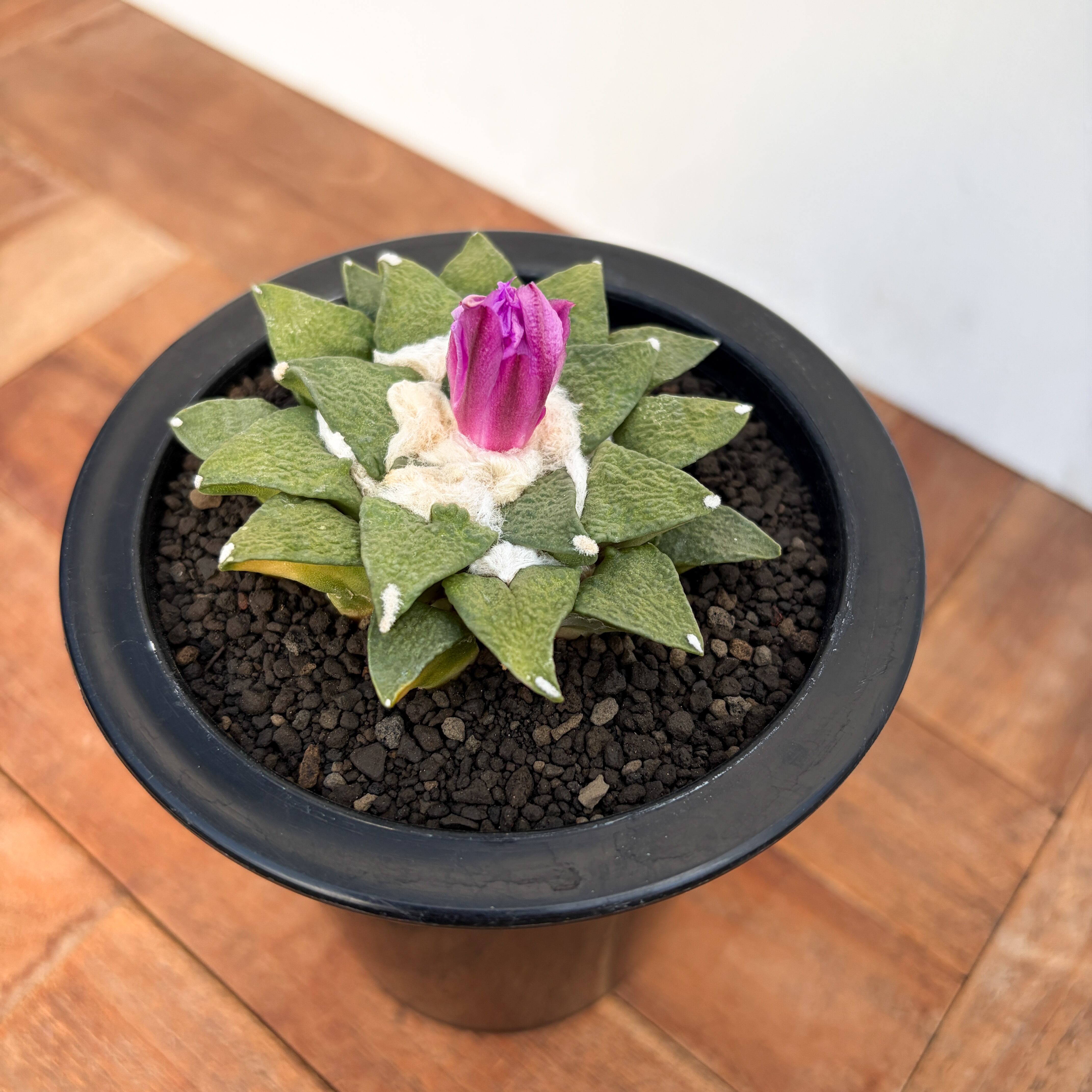 Ariocarpus kotschoubeyanus×furfuraceus【アリオカルプス・黒牡丹×花