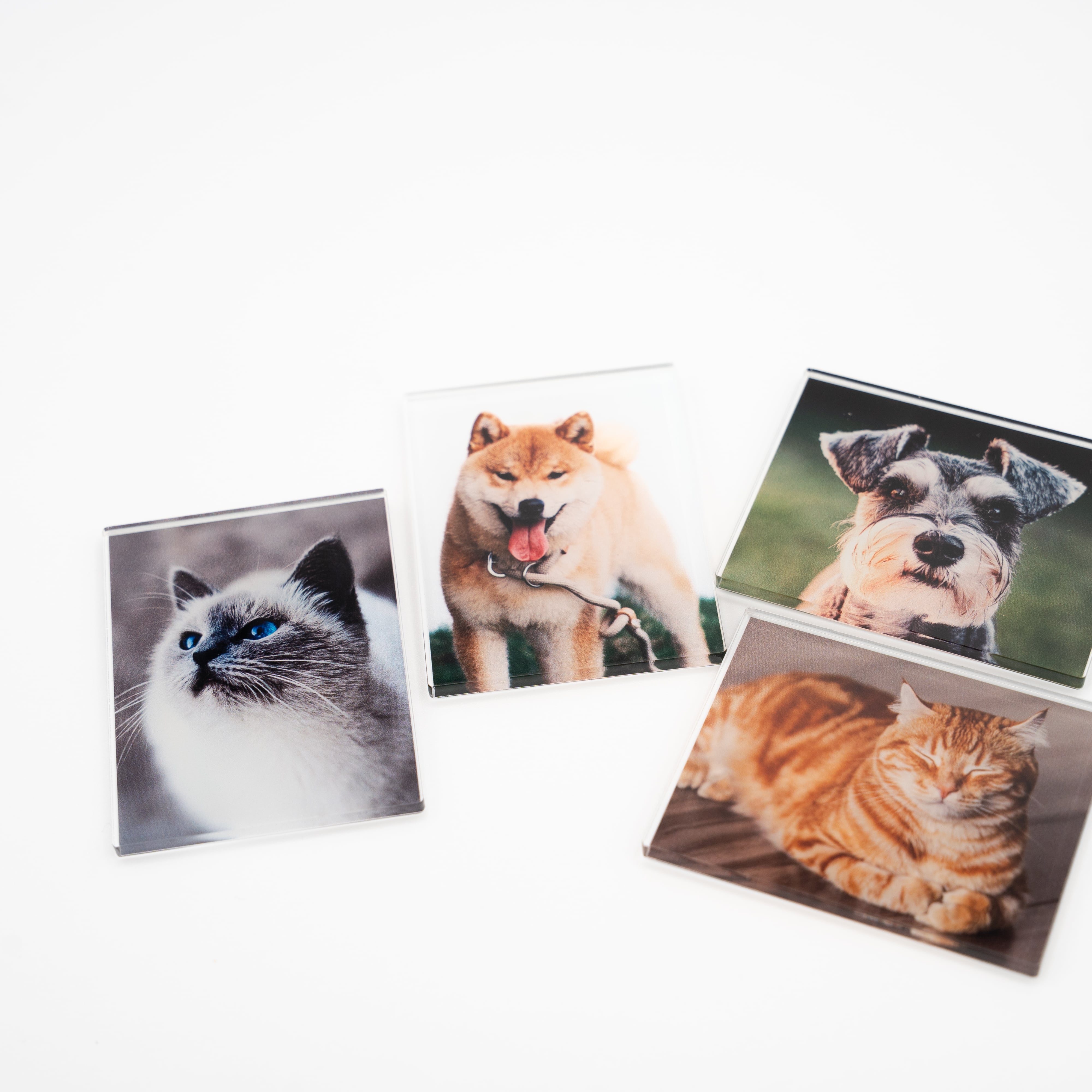 うちのこ アクリルマグネット(写真)