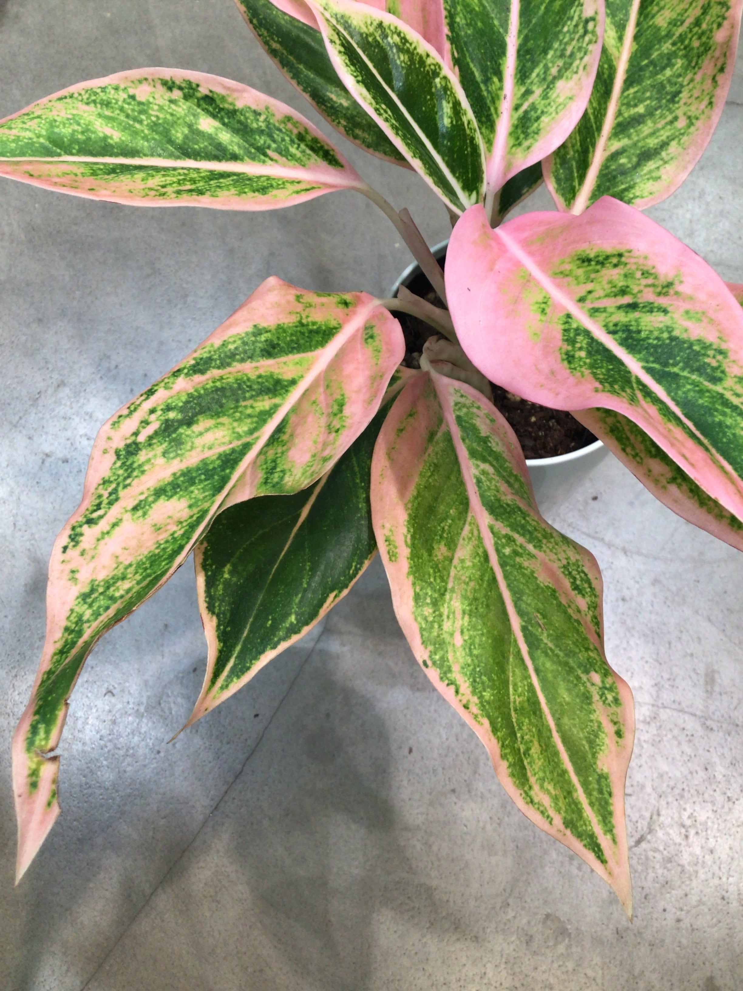 アグラオネマ ご注文分 観葉植物 アグラオネマ マリア3.5号 | 植物との暮らし apricot