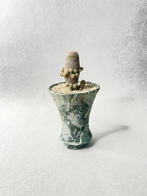 【 INDIVIDUALITY 】矮性