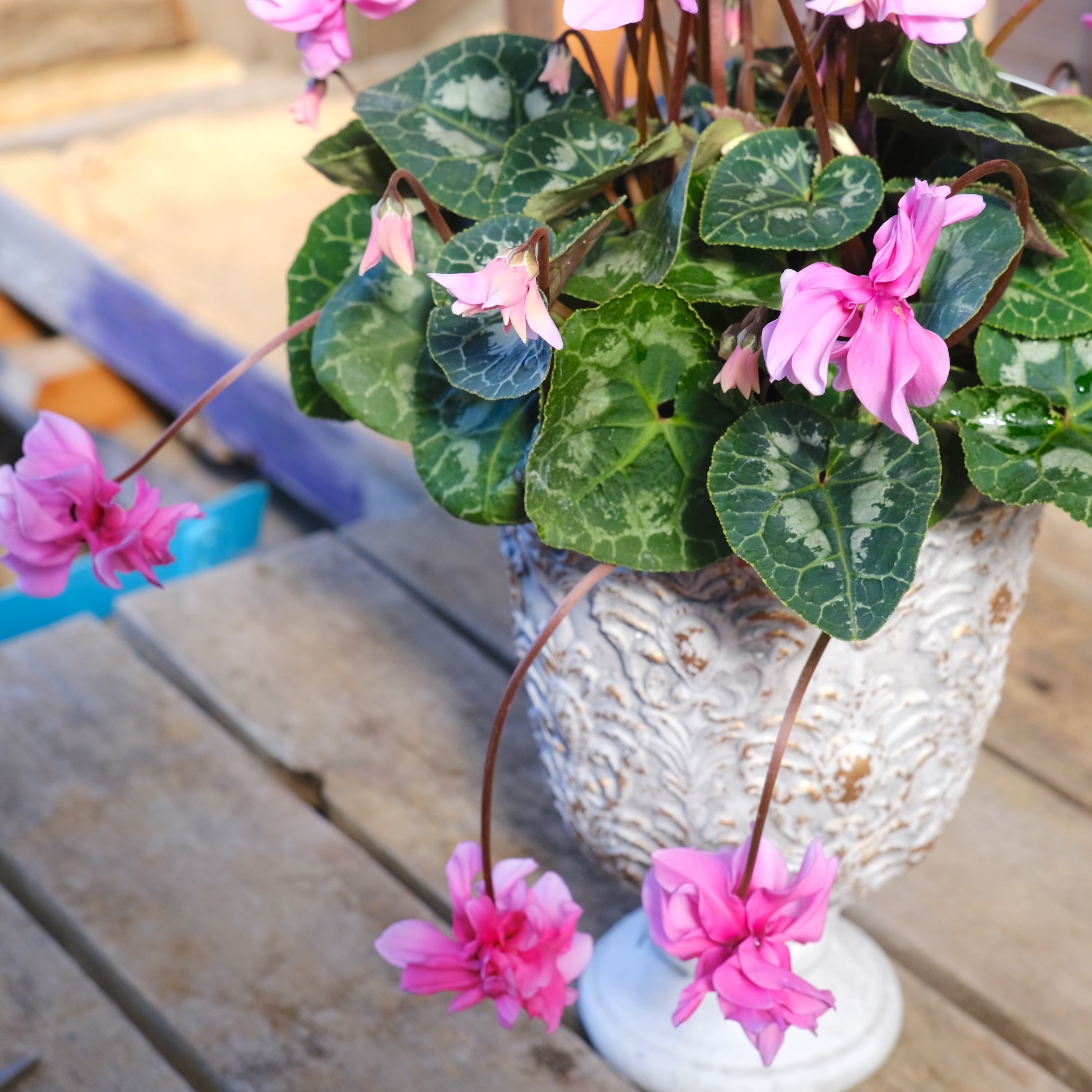 No, 12】ミニシクラメン チモシリーズ 八重《 枝垂れざき 》鉢なし