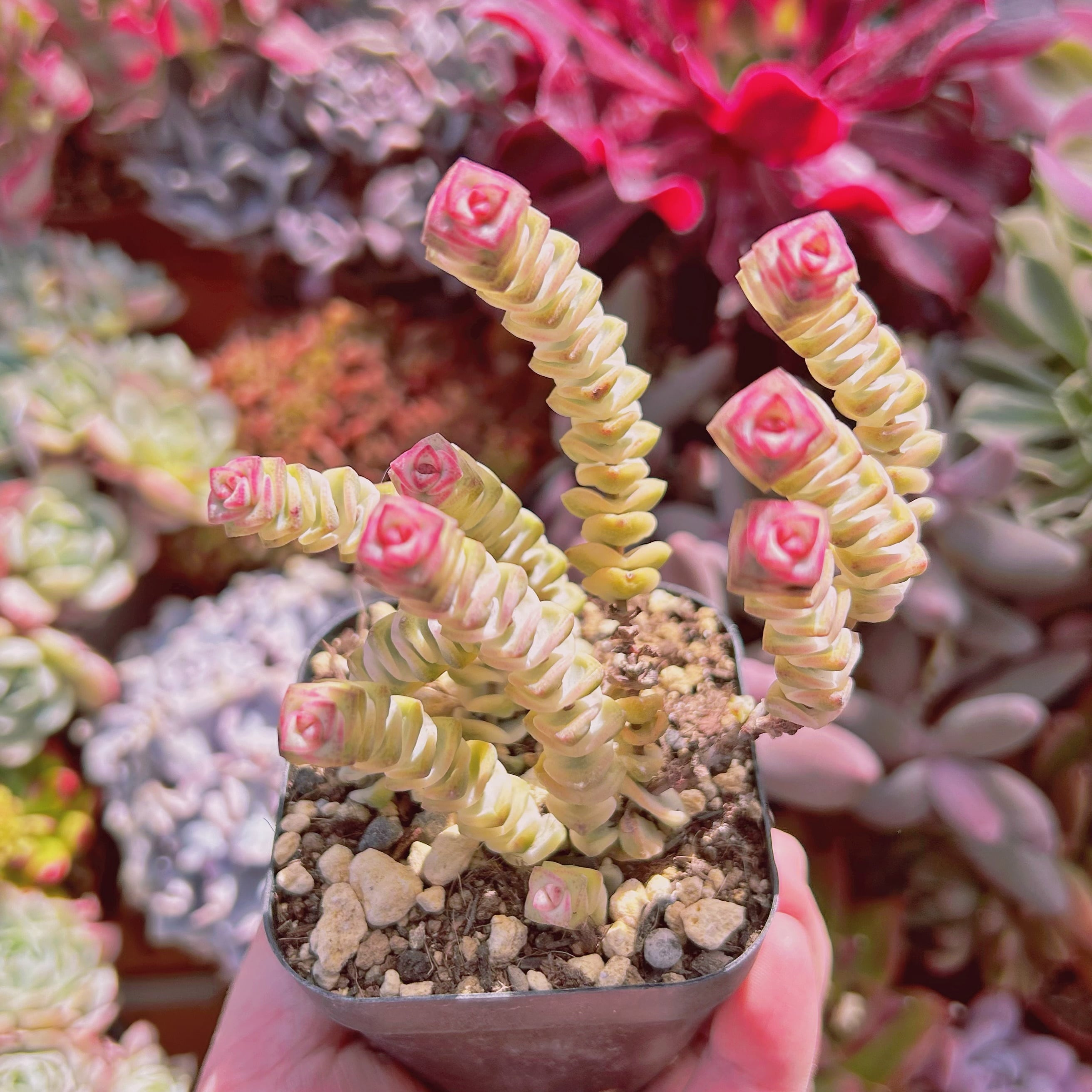 #050現物　多肉植物　ファンタジー錦