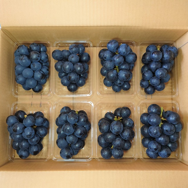 ナガノパープル ご家庭用 8パックセット（350g×8個） | 信州中野 荻原農園