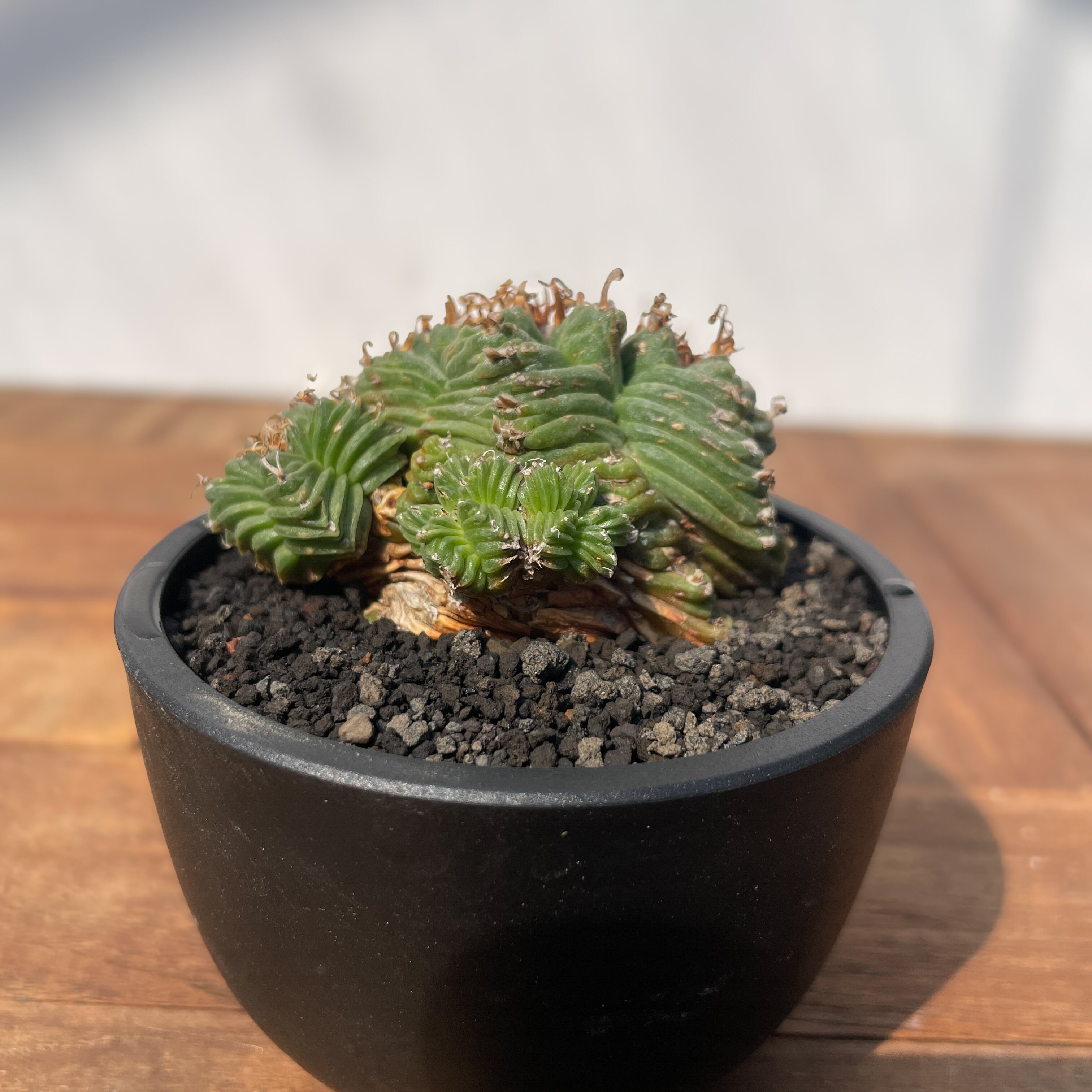 Aztekium ritteri 'Valdezii'【アズテキウム・紅籠・カキ仔】 | RIMO'S