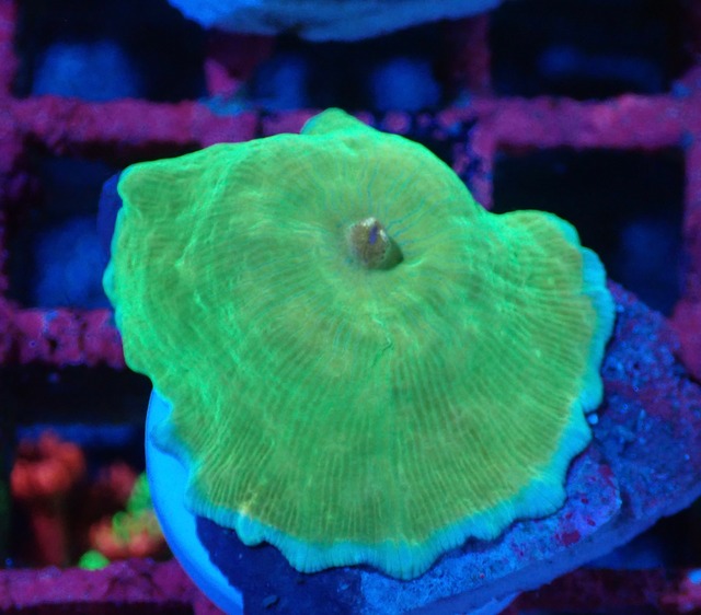 【現地買付】WaterMelonMushroom 6