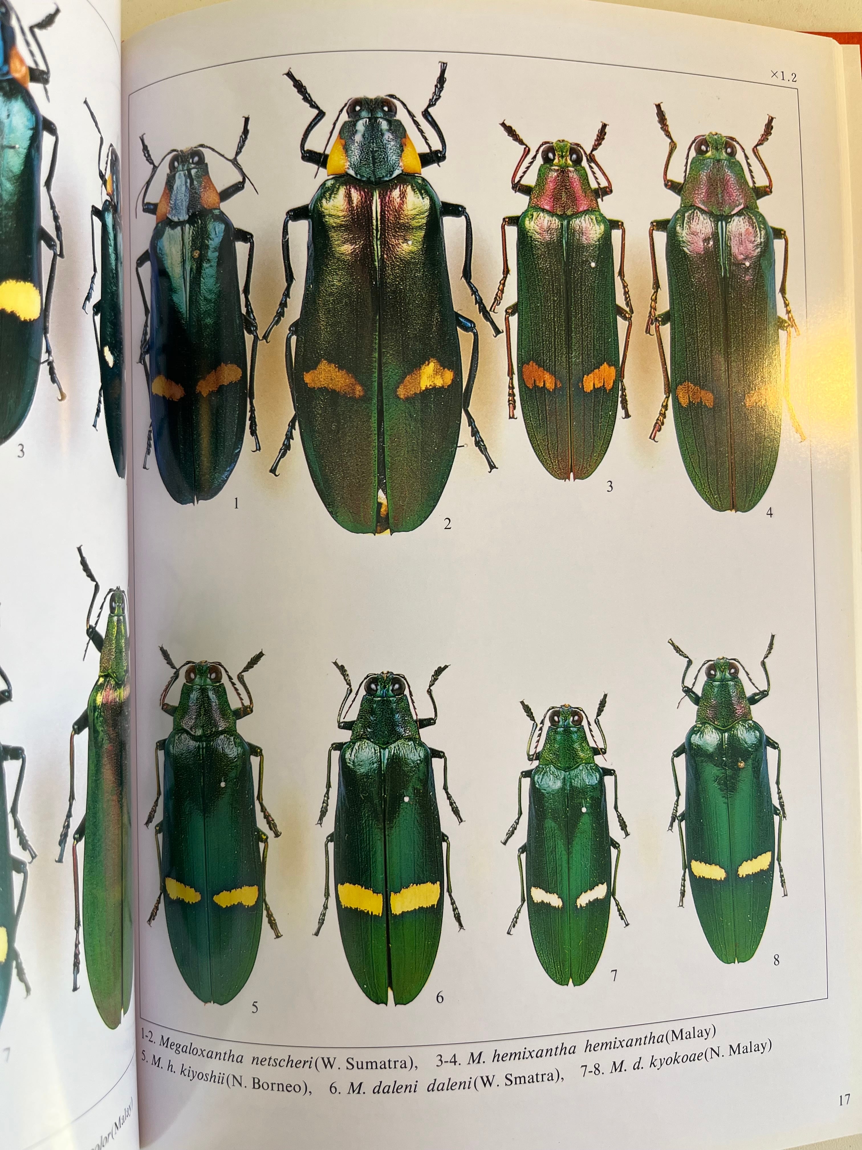Jewel Beetles Vol. 2 コレクションシリーズタマムシ 標本 玉虫 甲虫