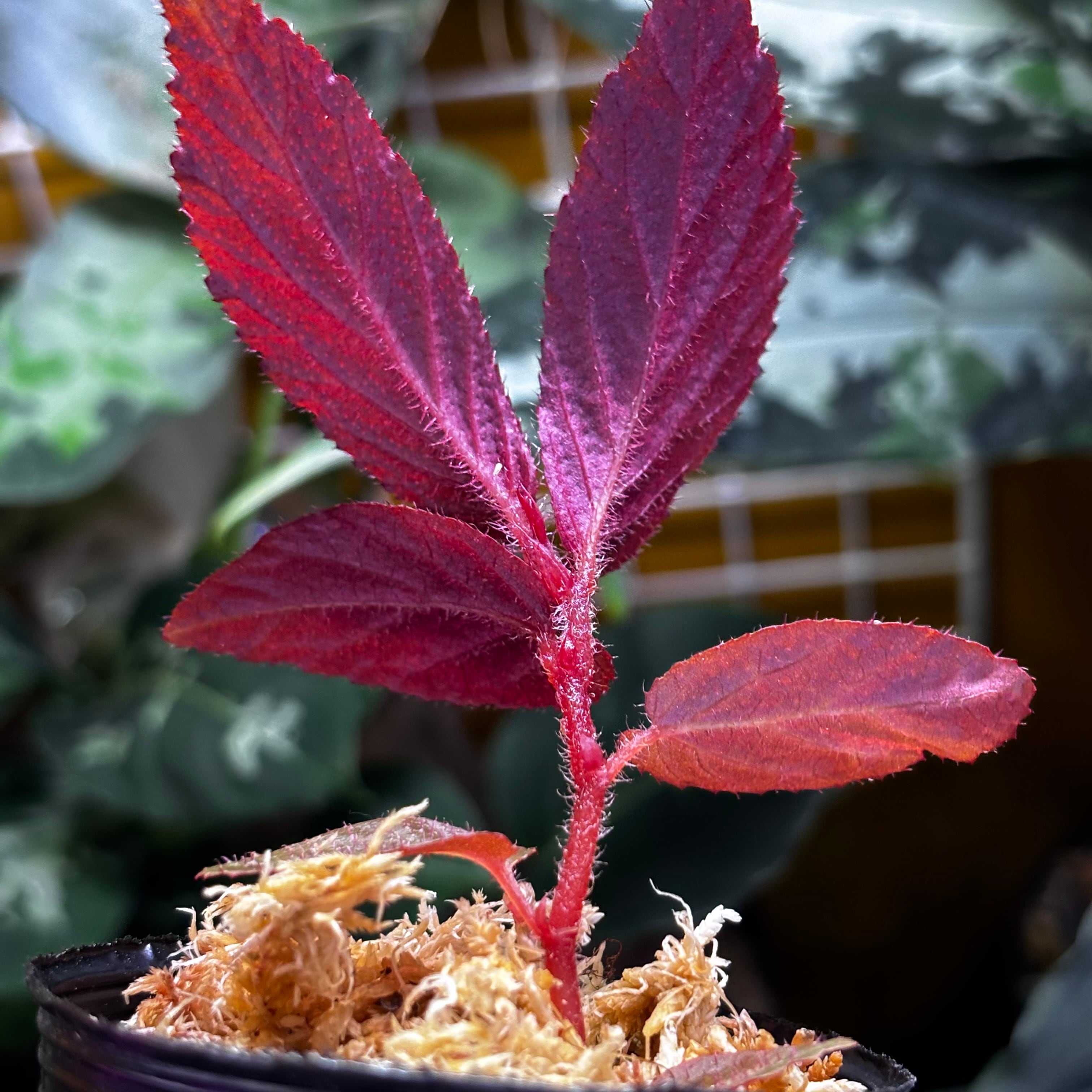 新春特価　限定5株❣️Begonia bulu ‘Jambi’ 原種ベゴニア　D 新春特価 限定5株❣️Begonia bulu 'Jambi'原種ベゴニア A - メルカリ