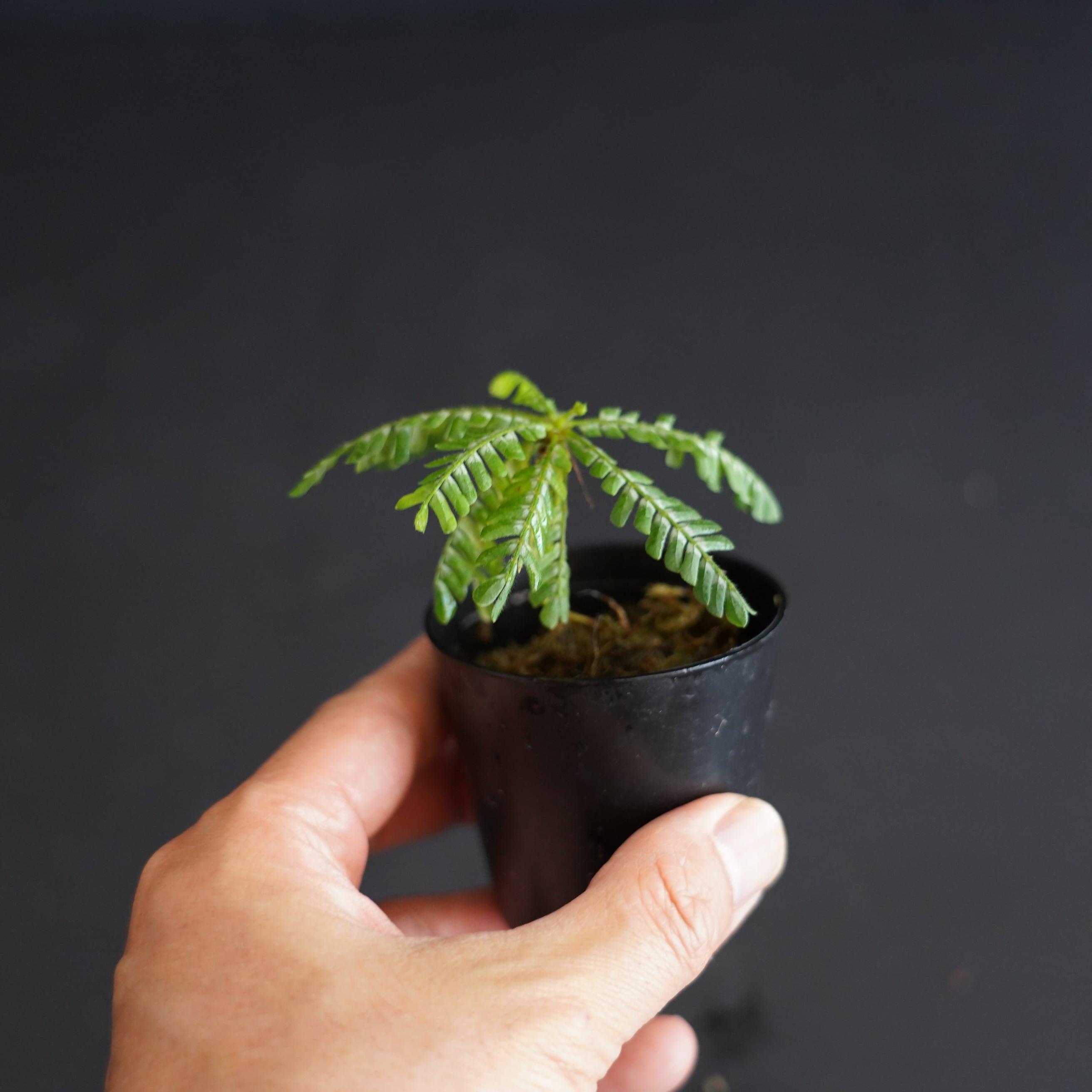 cc1ad88c2d8a9a606d108f3d34771e