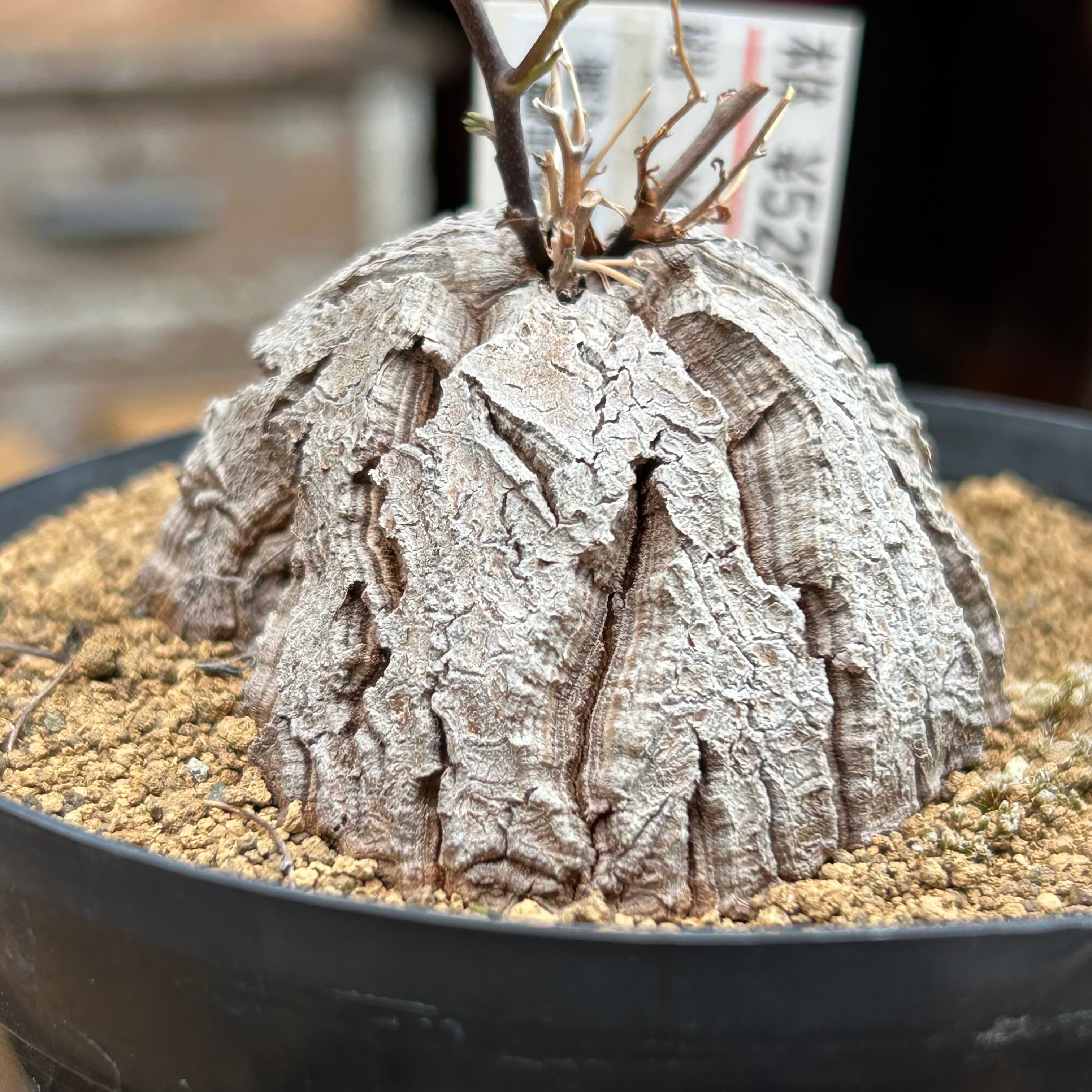 キャンディーグレープ | RuPo 多肉植物専門店