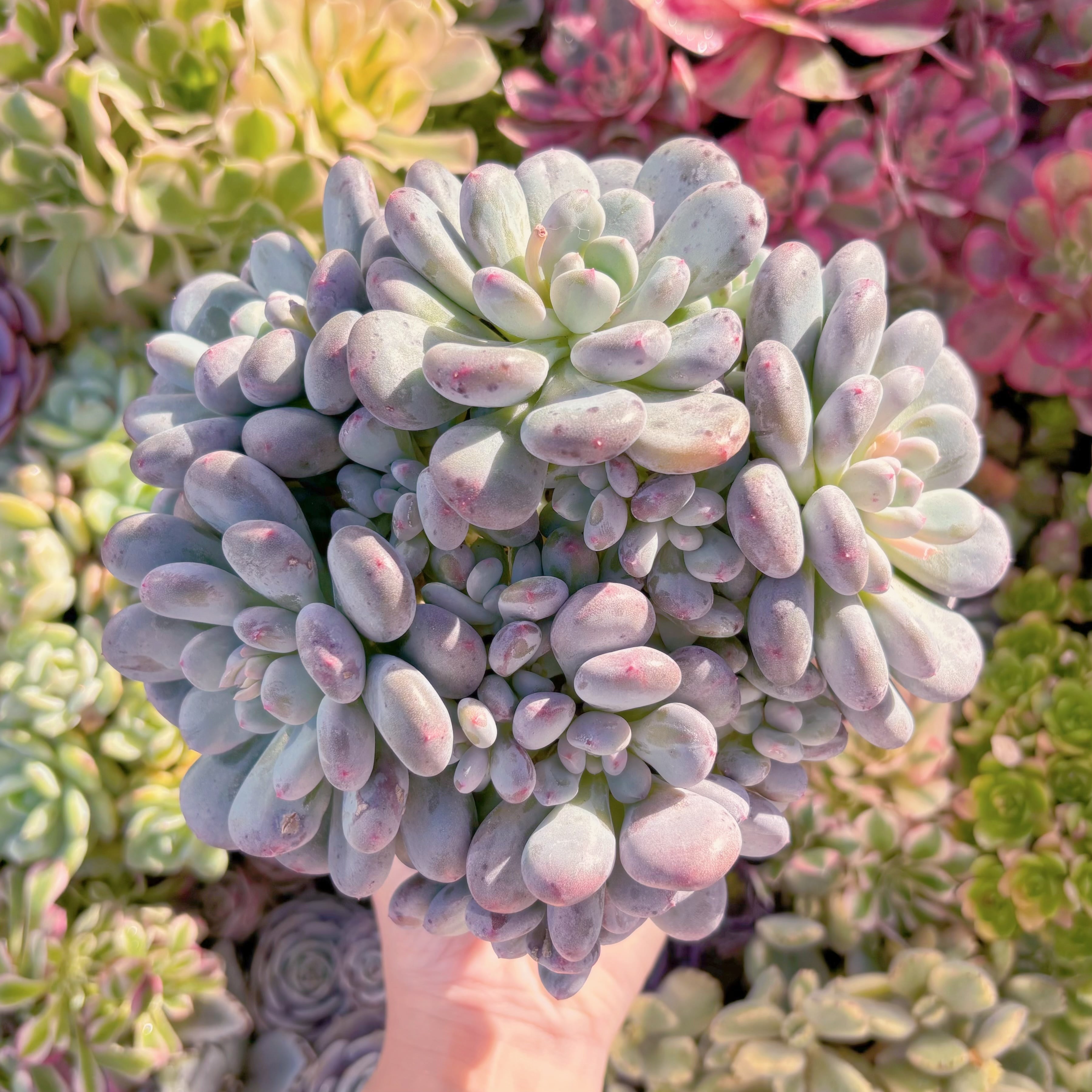 現品　新品種　香り雪丸#F227　特大群生　新入荷　るる農園